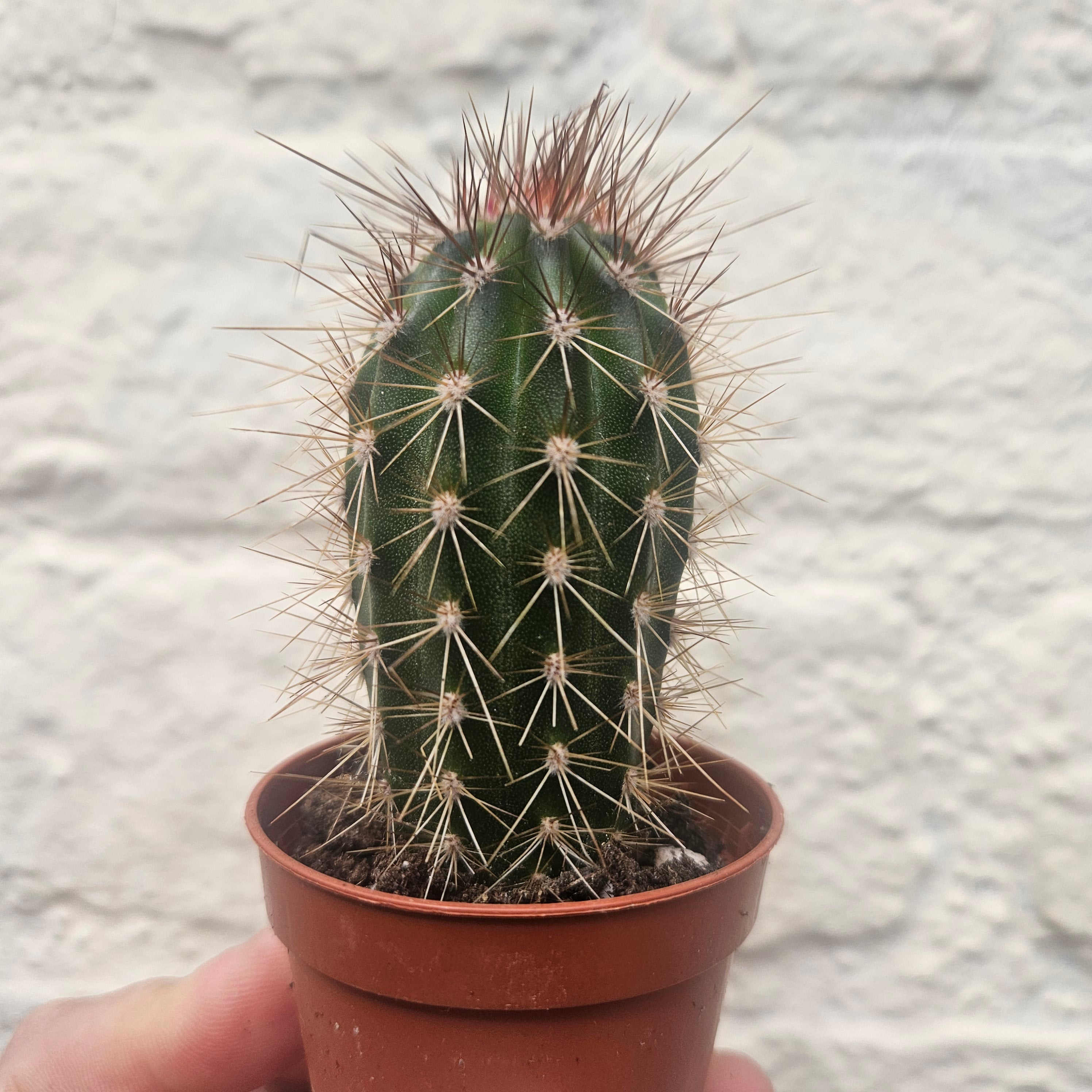 Pachycereus pringlei (Mexican Giant Cactus)