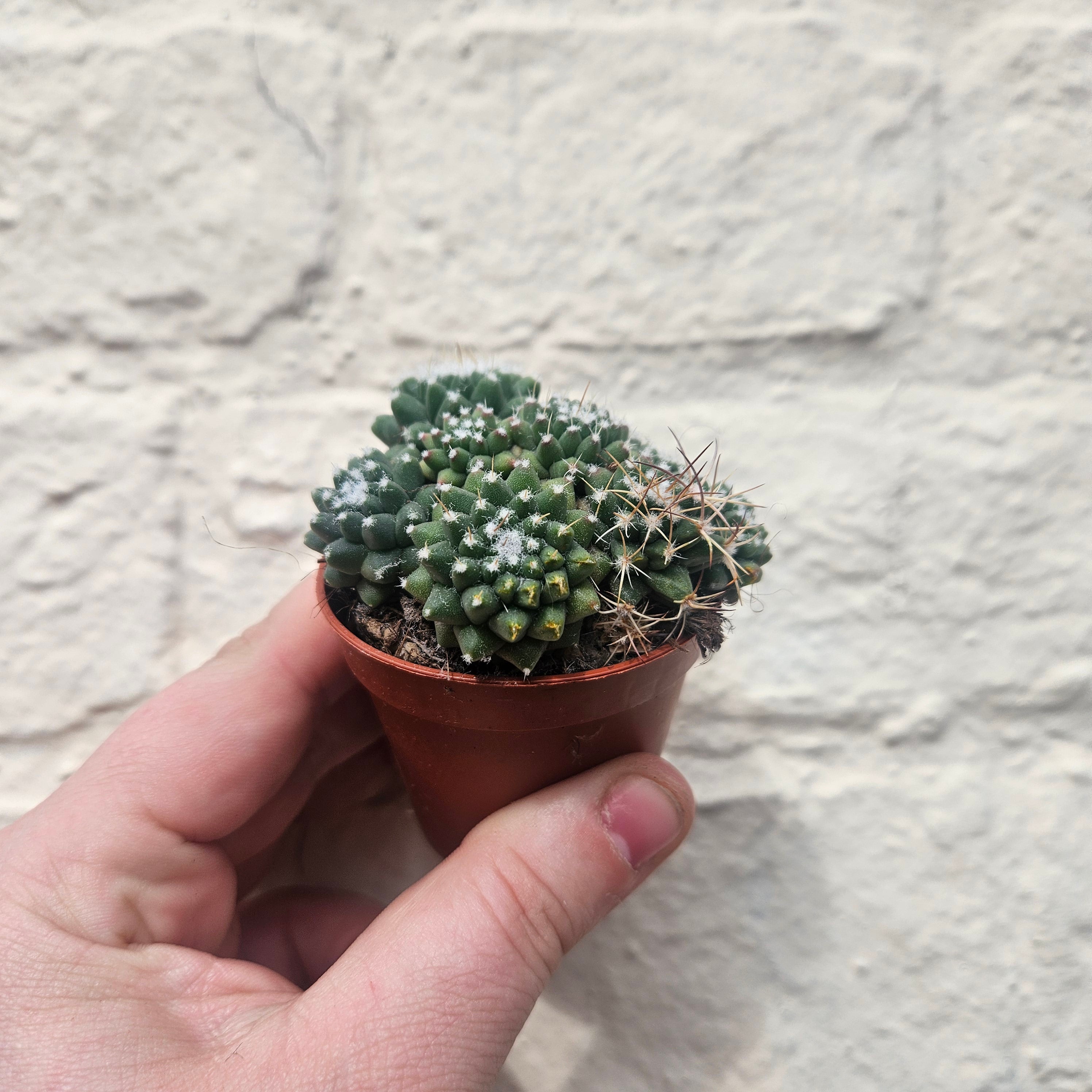 Mammillaria polythele (Many Nipple Cactus)