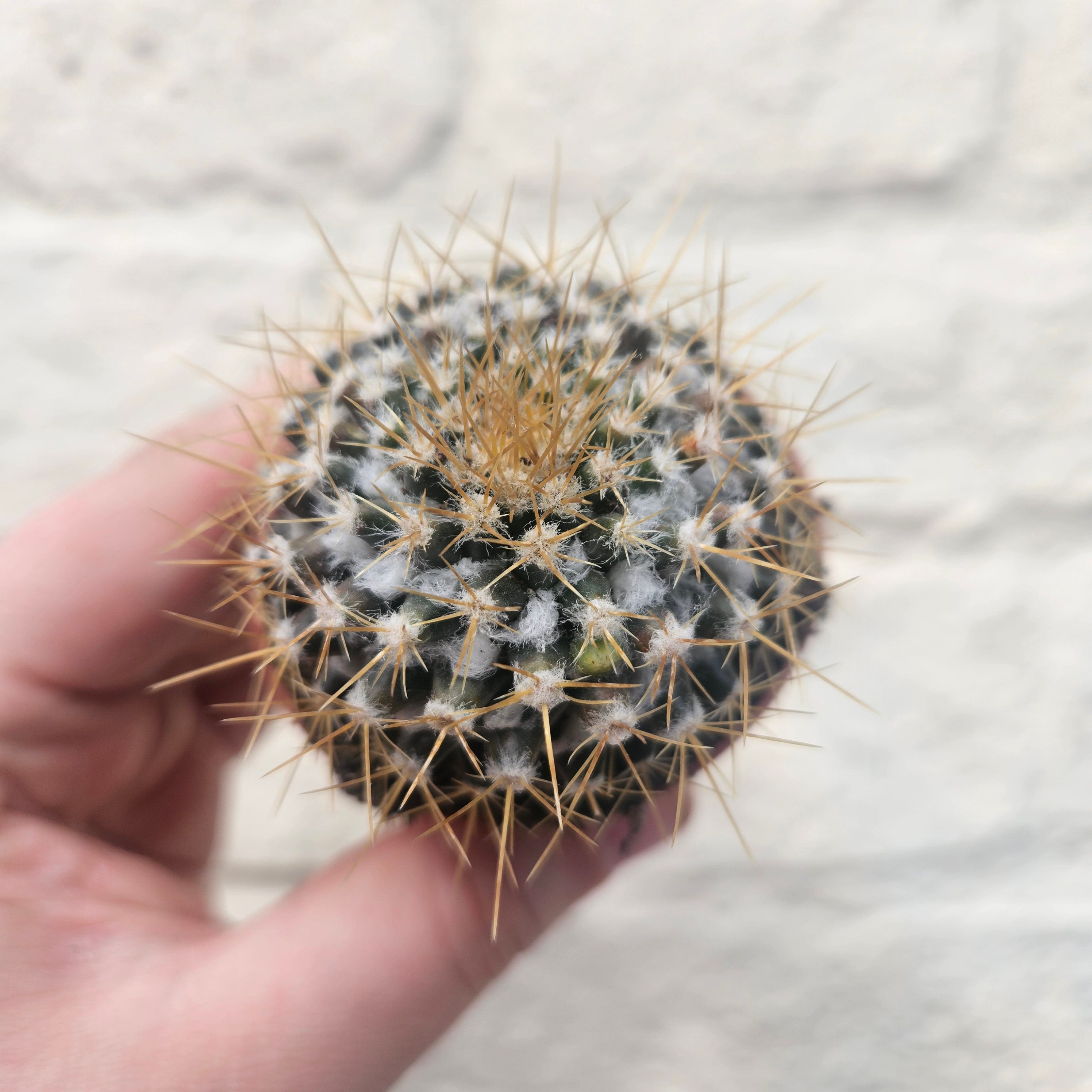 Mammillaria nivosa (Wooly Nipple Cactus)