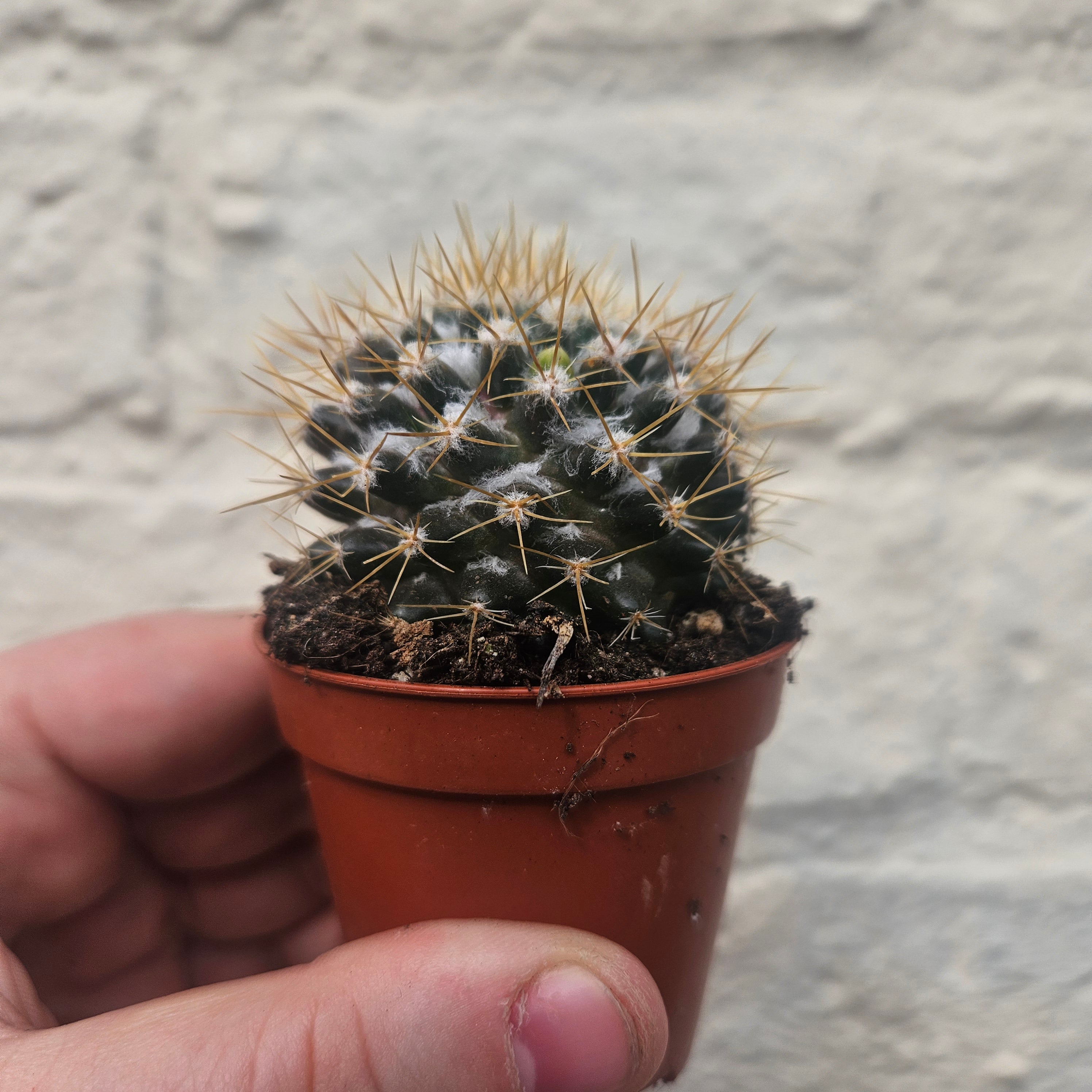 Mammillaria nivosa (Wooly Nipple Cactus)