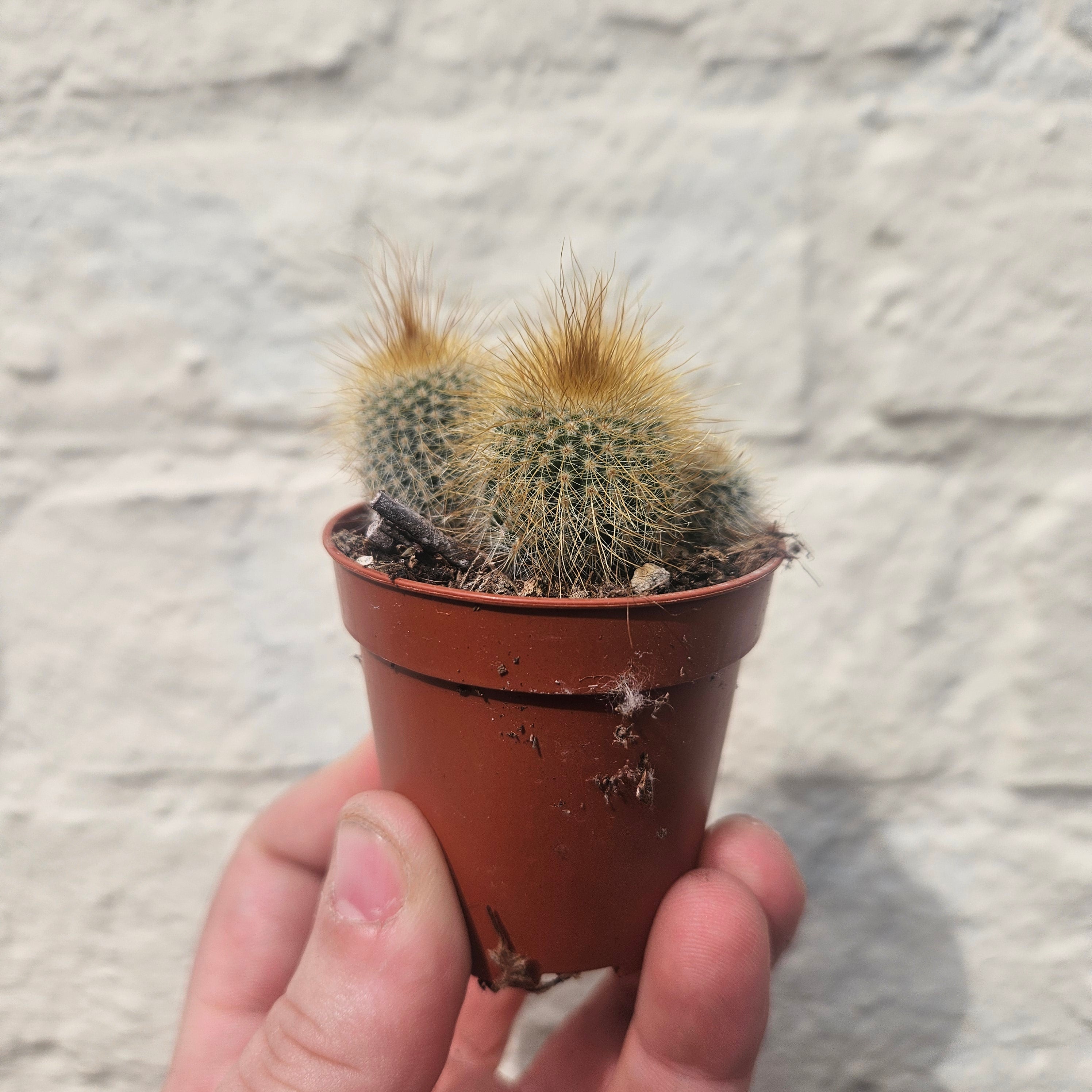 Parodia leninghausii syn. Notocactus leninghausii (Golden Ball Cactus)