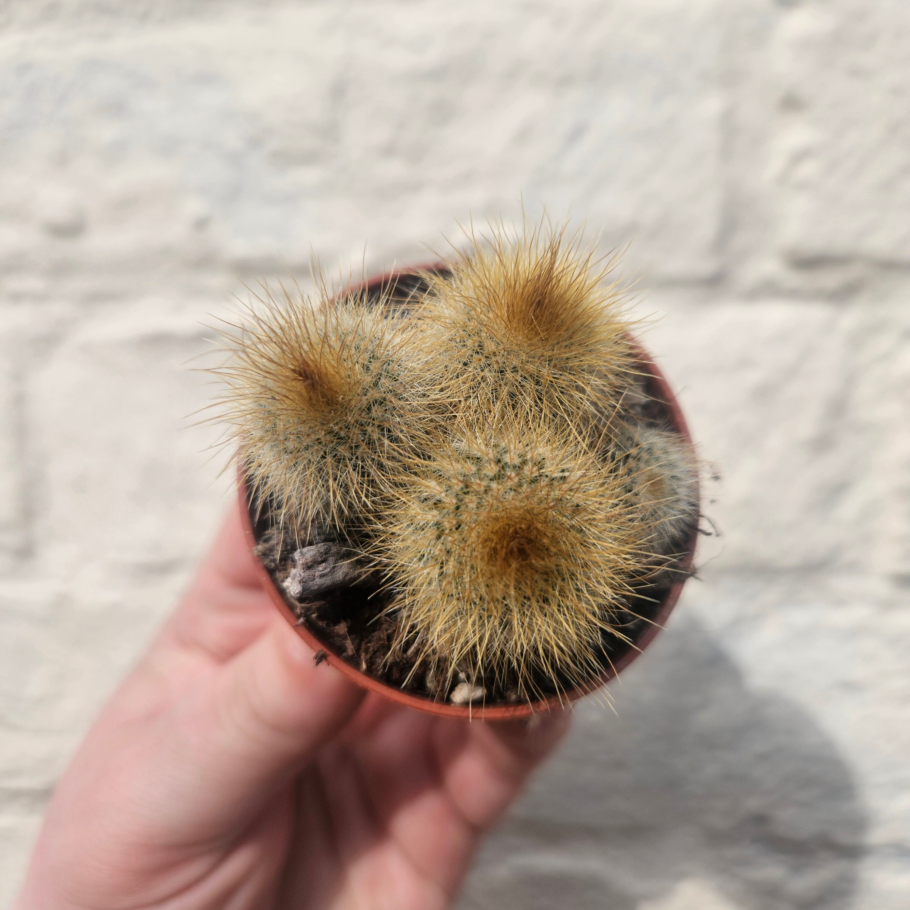Parodia leninghausii syn. Notocactus leninghausii (Golden Ball Cactus)