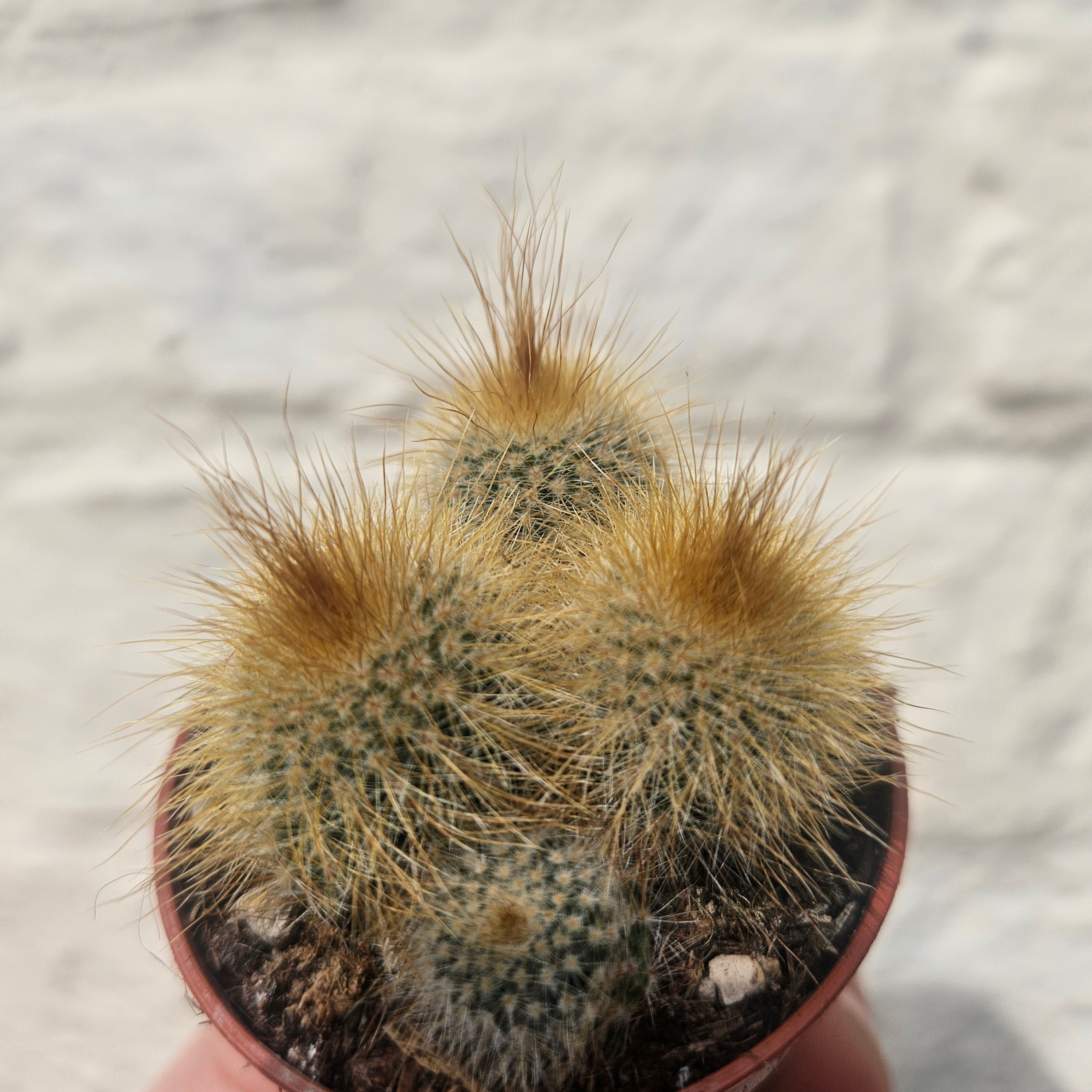 Parodia leninghausii syn. Notocactus leninghausii (Golden Ball Cactus)