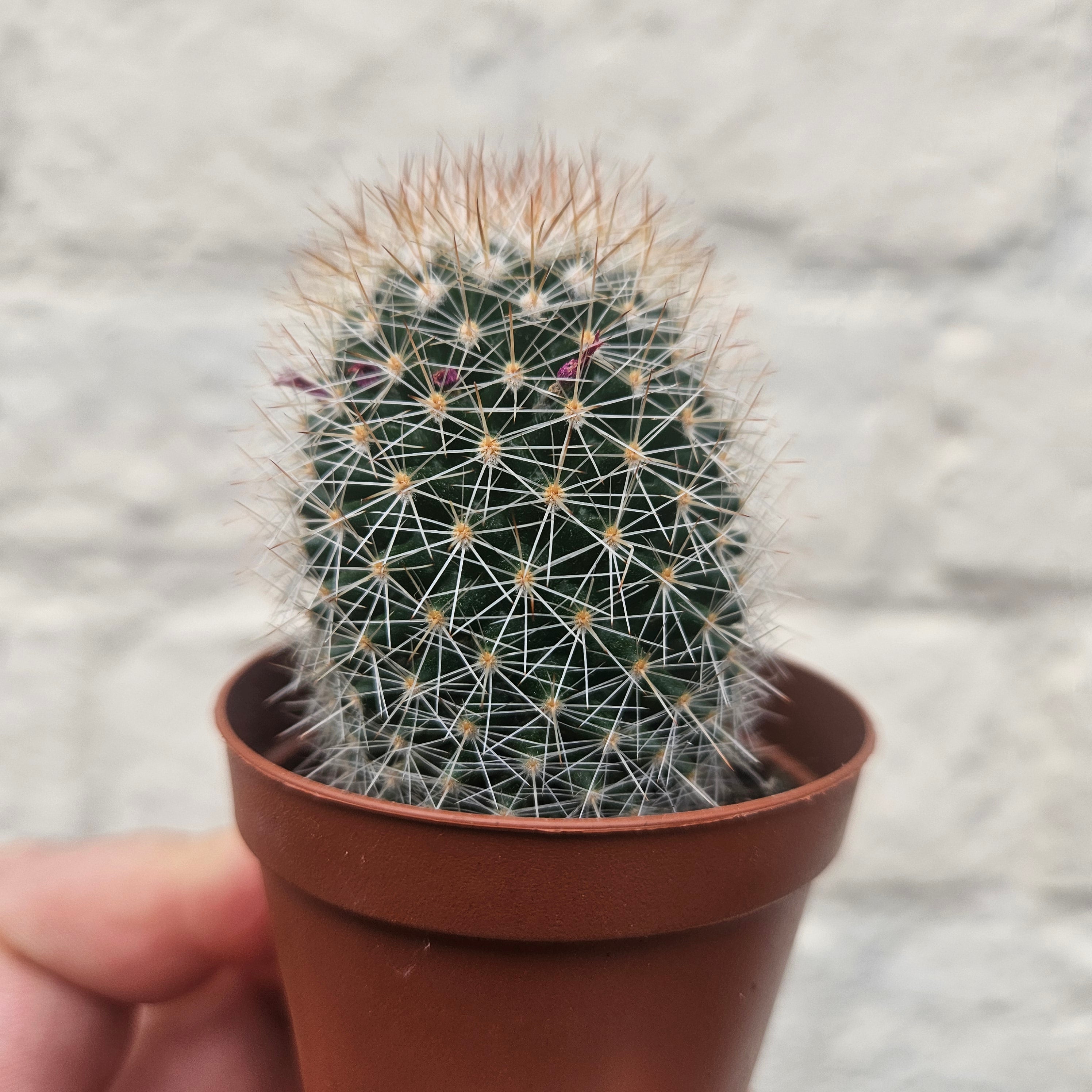 Mammillaria spinosissima subs. pilcayensis
