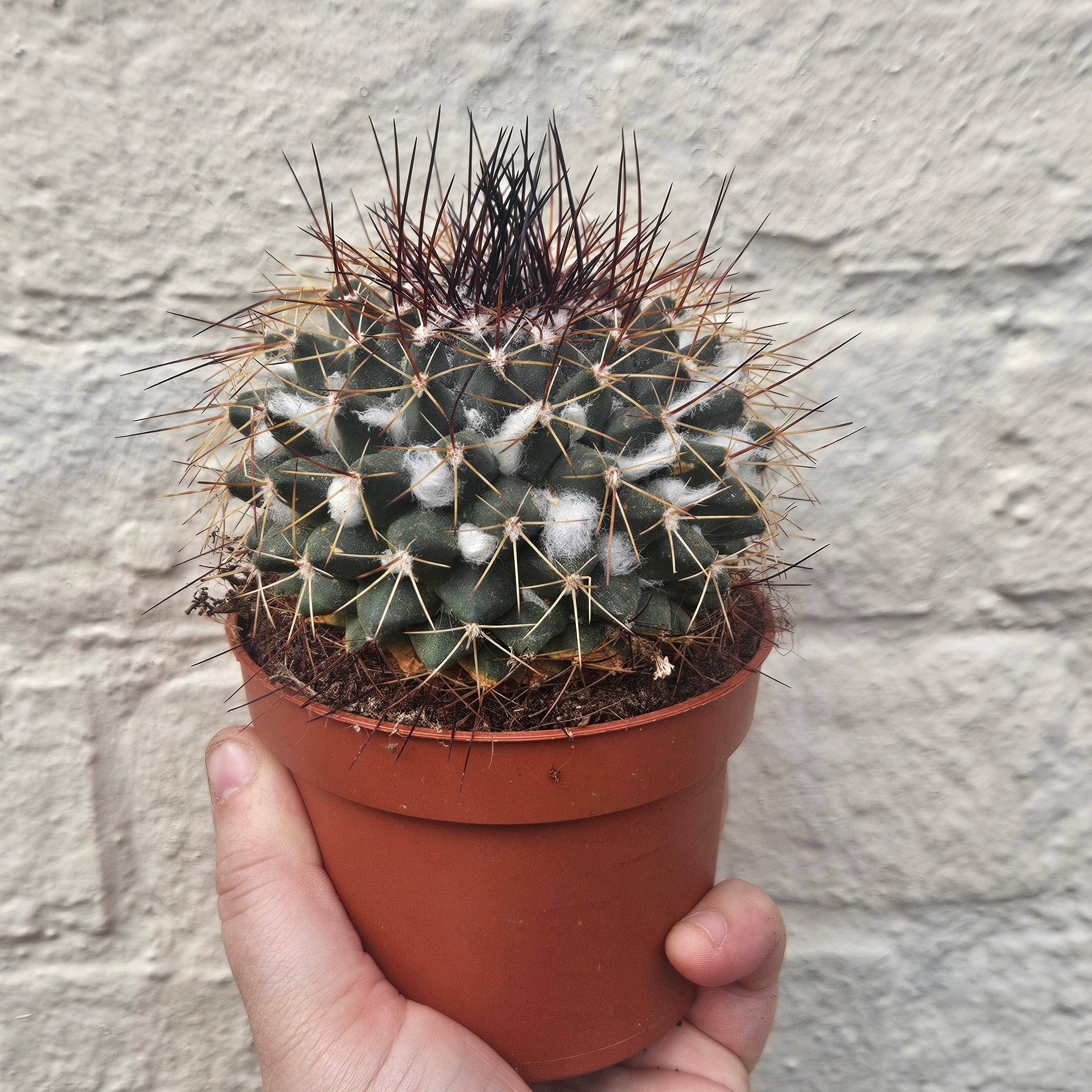 Mammillaria melanocentra