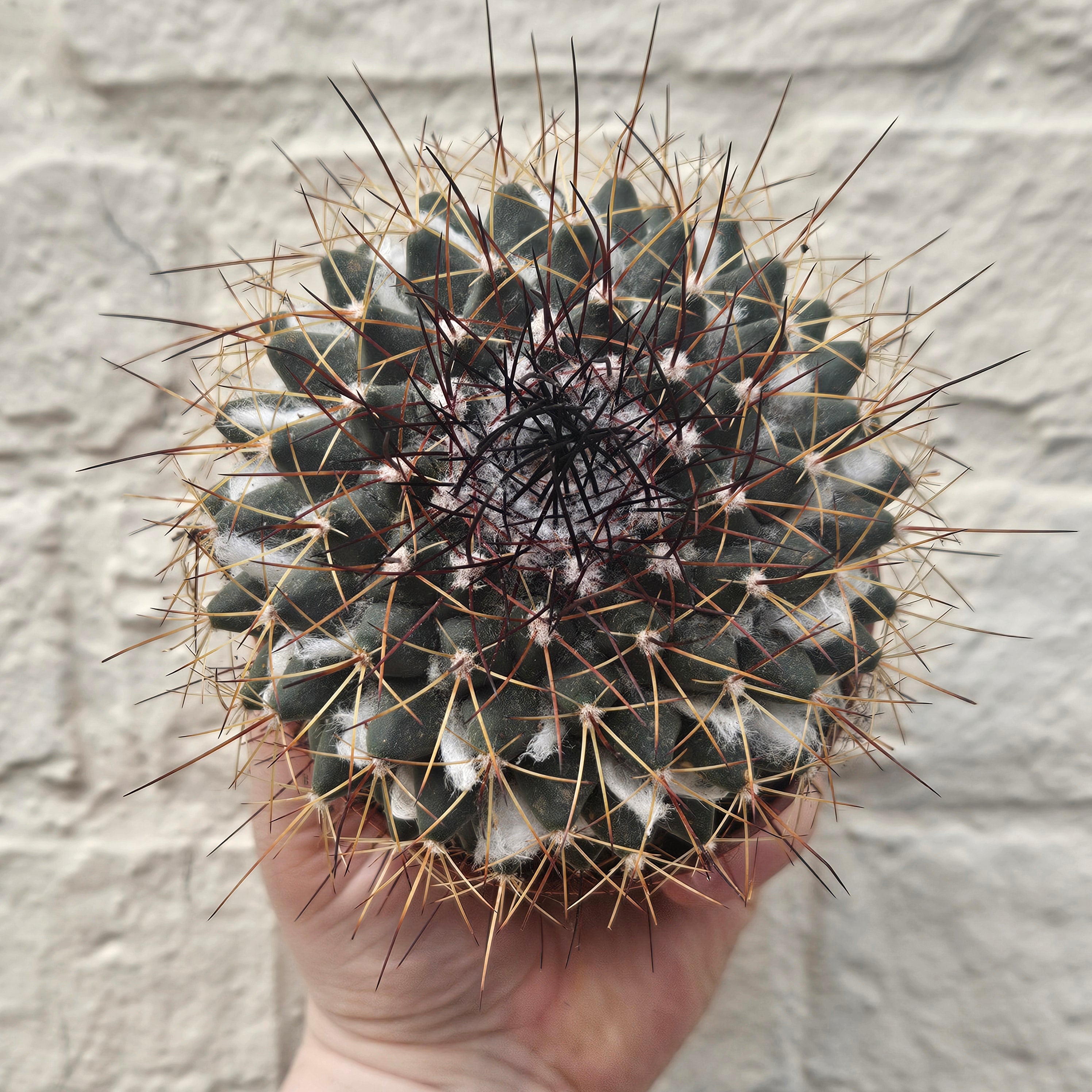 Mammillaria melanocentra