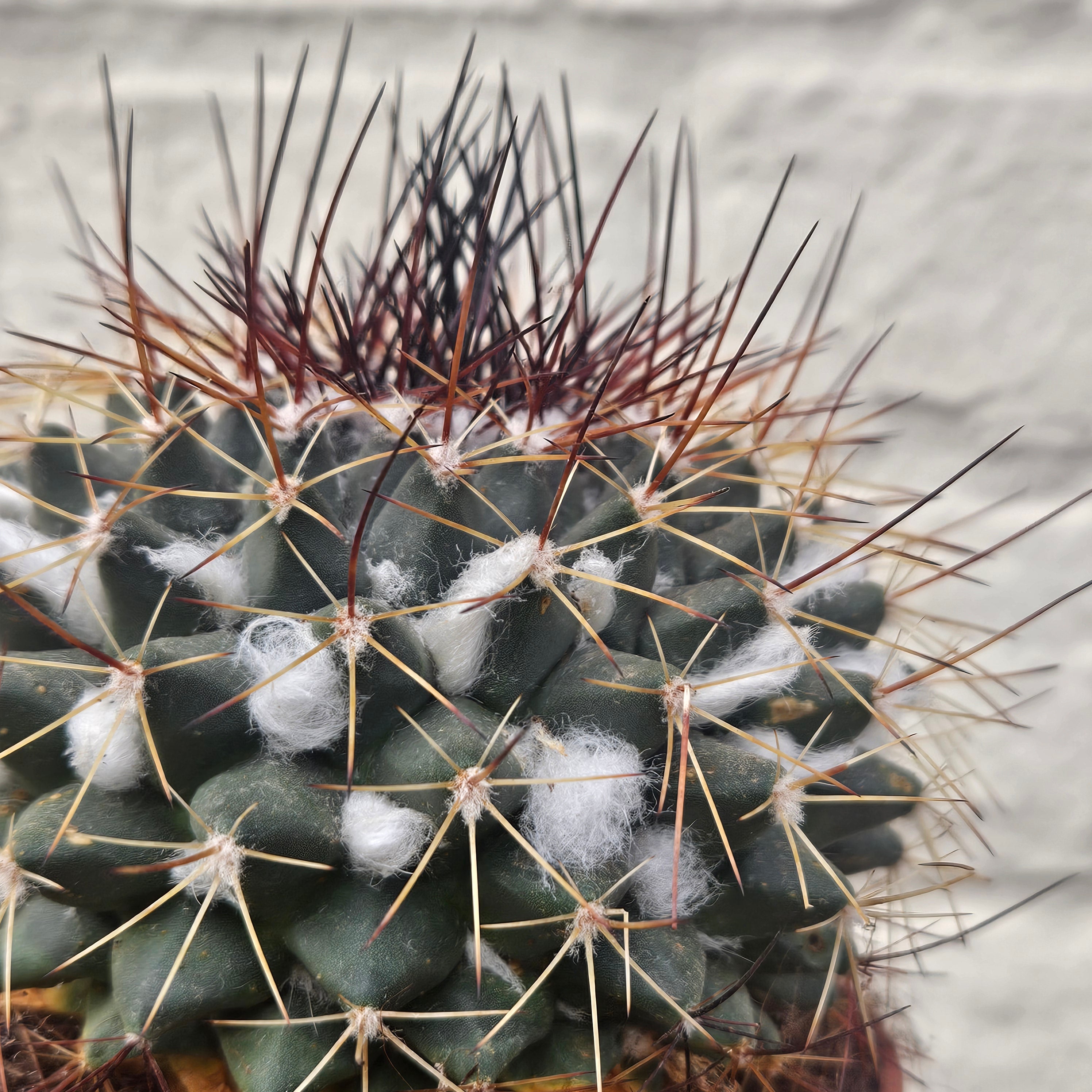Mammillaria melanocentra