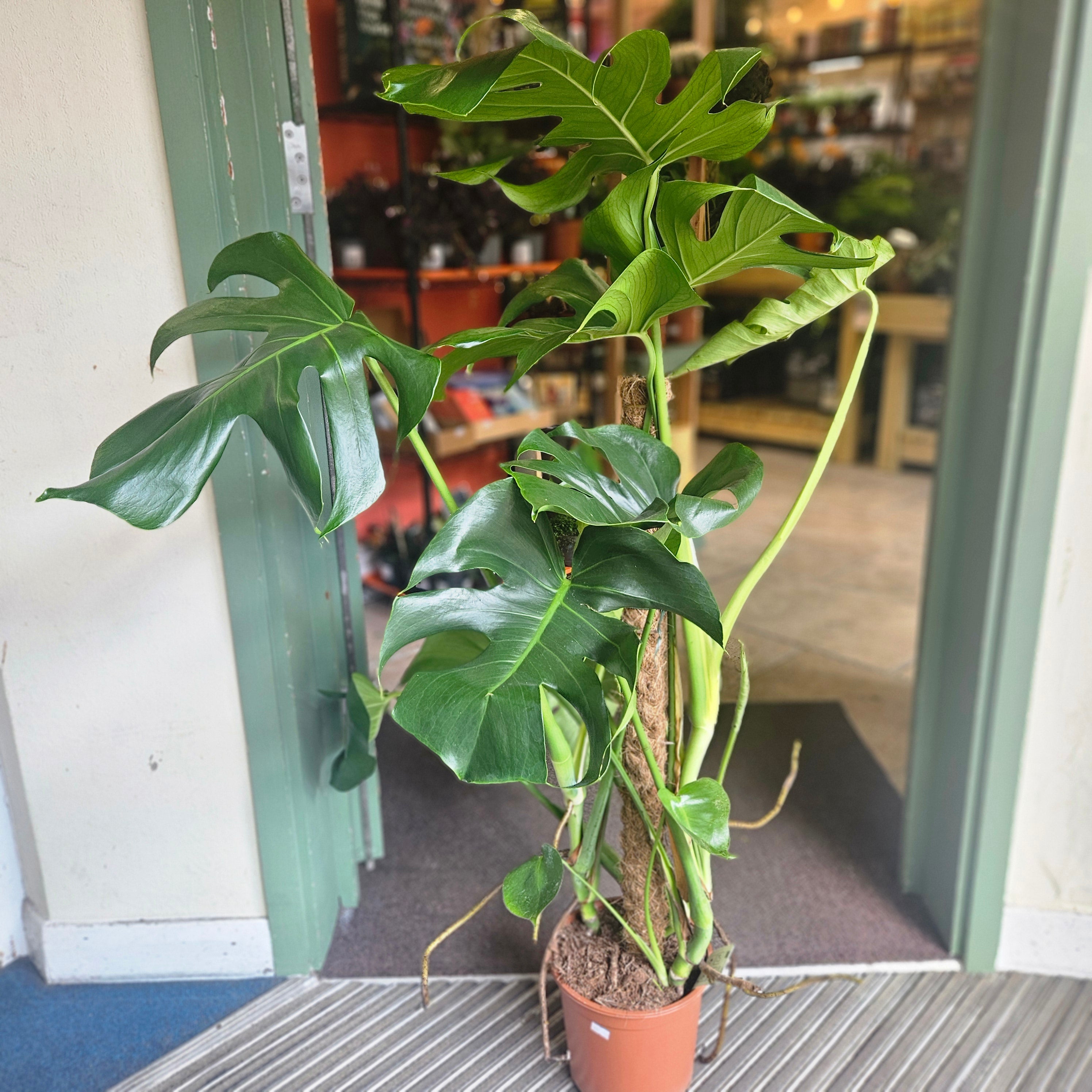 Monstera Deliciosa (Cheese Plant / Swiss Cheese Plant) - Various Sizes