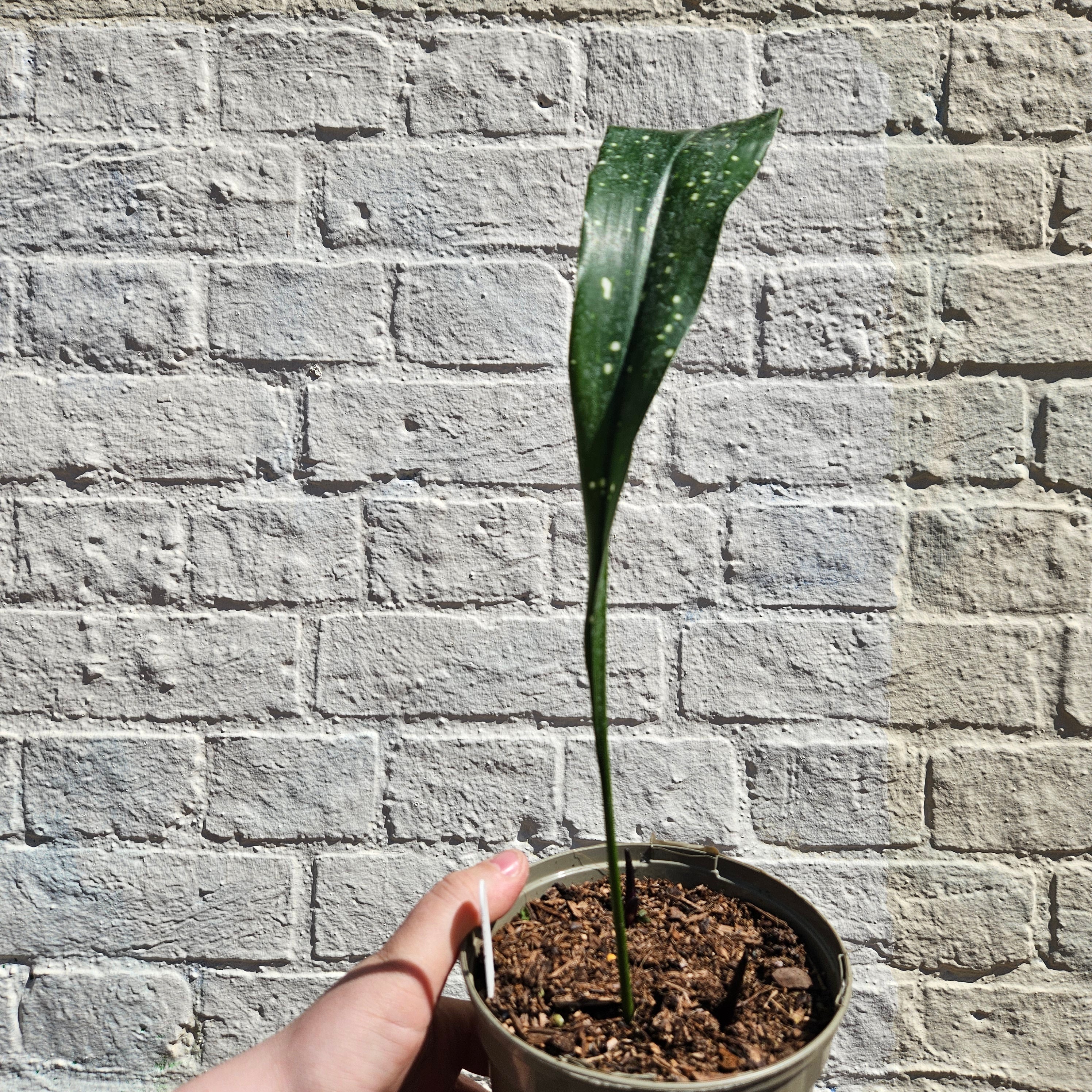 Aspidistra oblanceifolia &