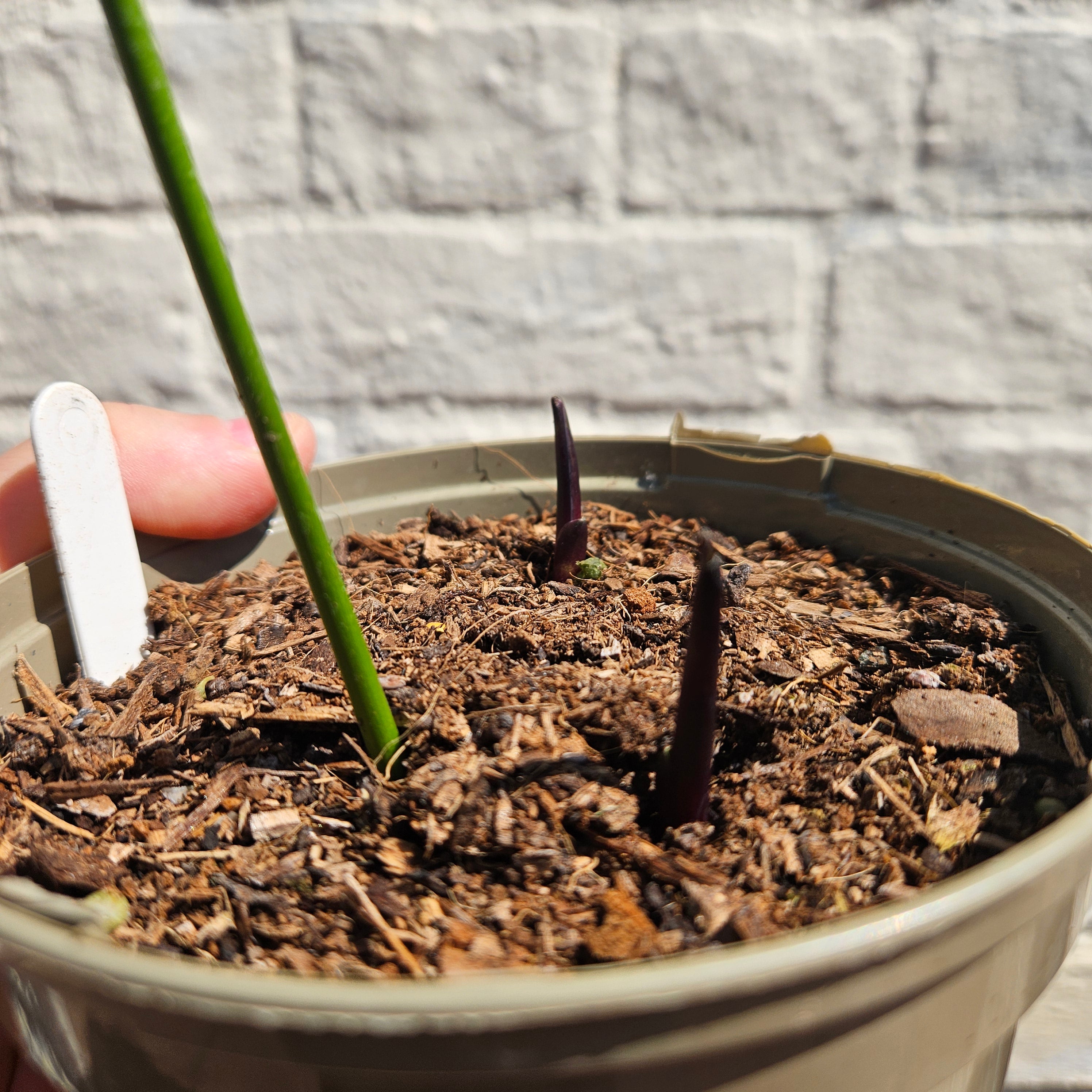Aspidistra oblanceifolia &