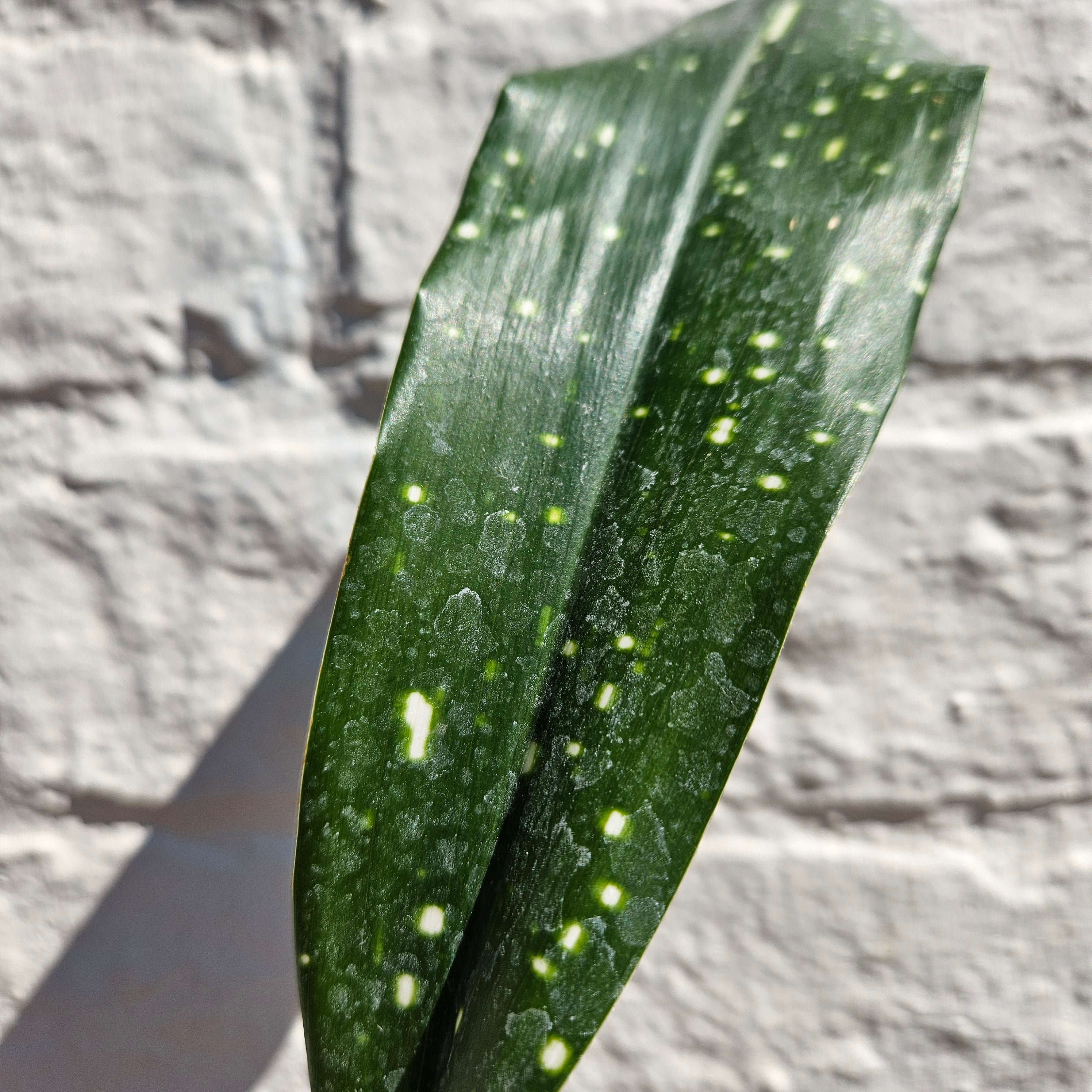 Aspidistra oblanceifolia &