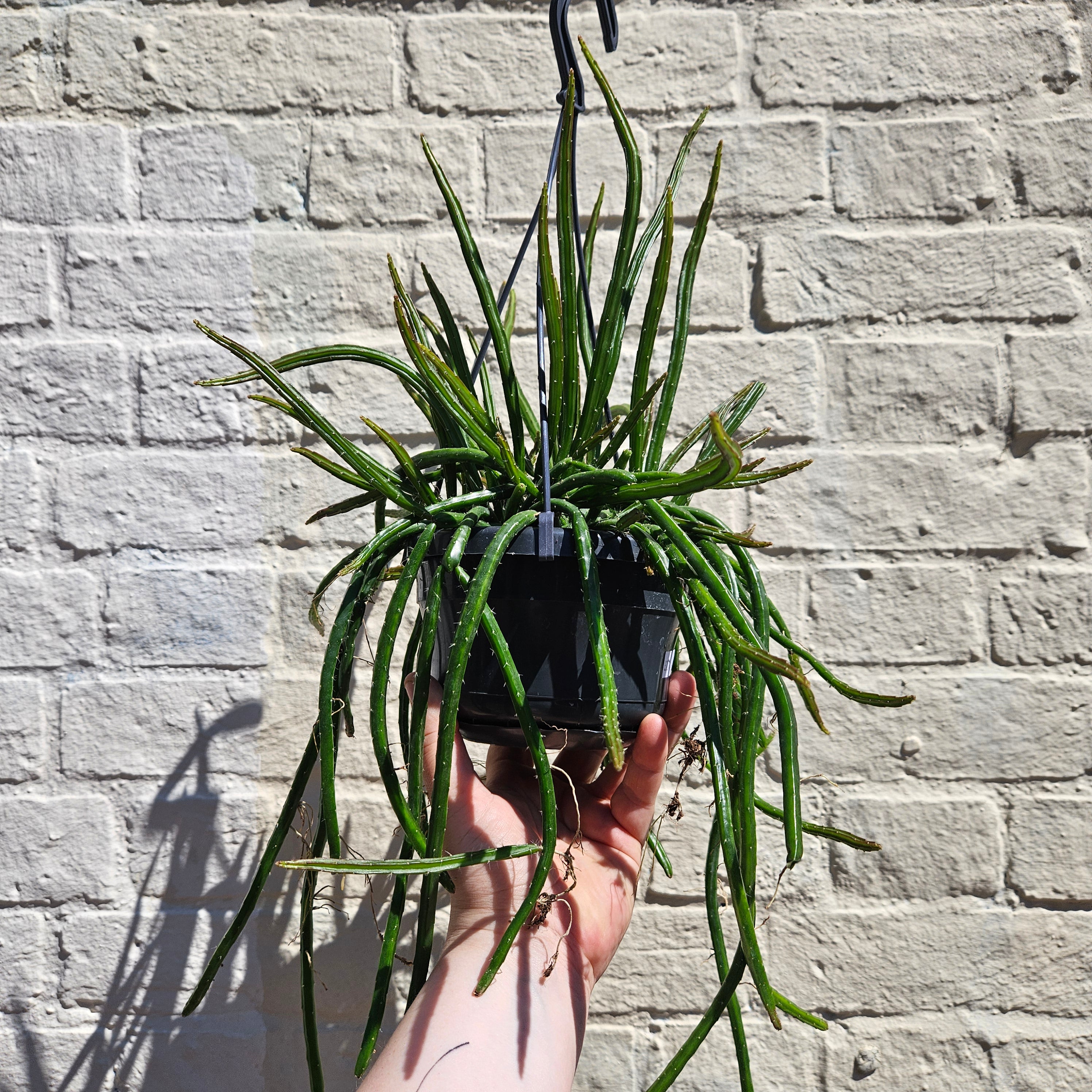 Selenicereus wercklei (Moonlight Cactus)