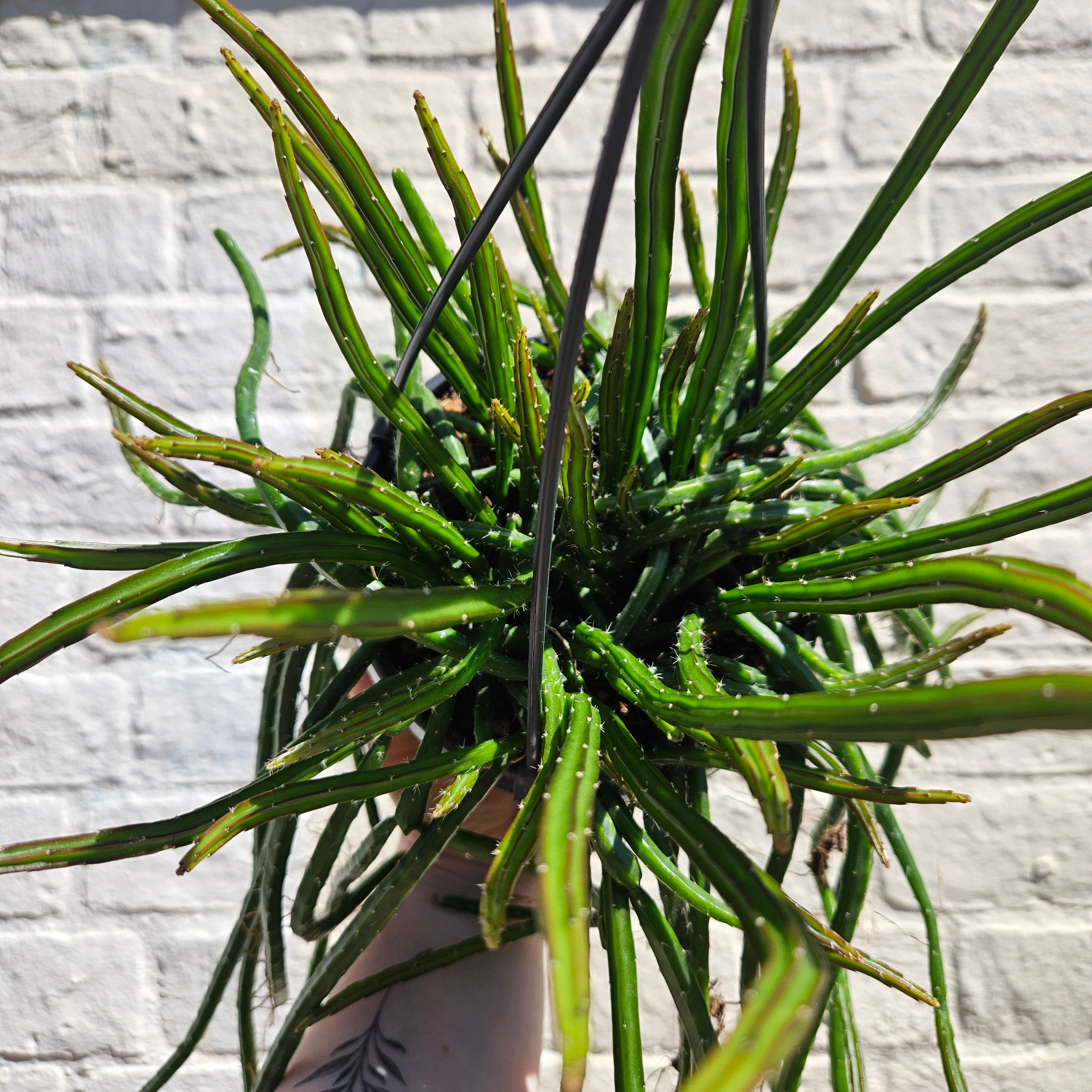 Selenicereus wercklei (Moonlight Cactus)