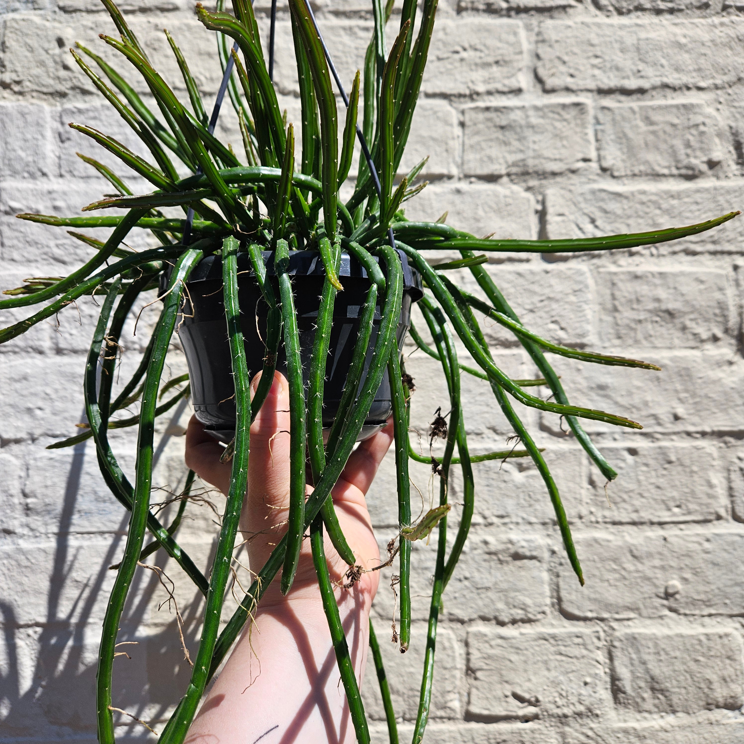 Selenicereus wercklei (Moonlight Cactus)