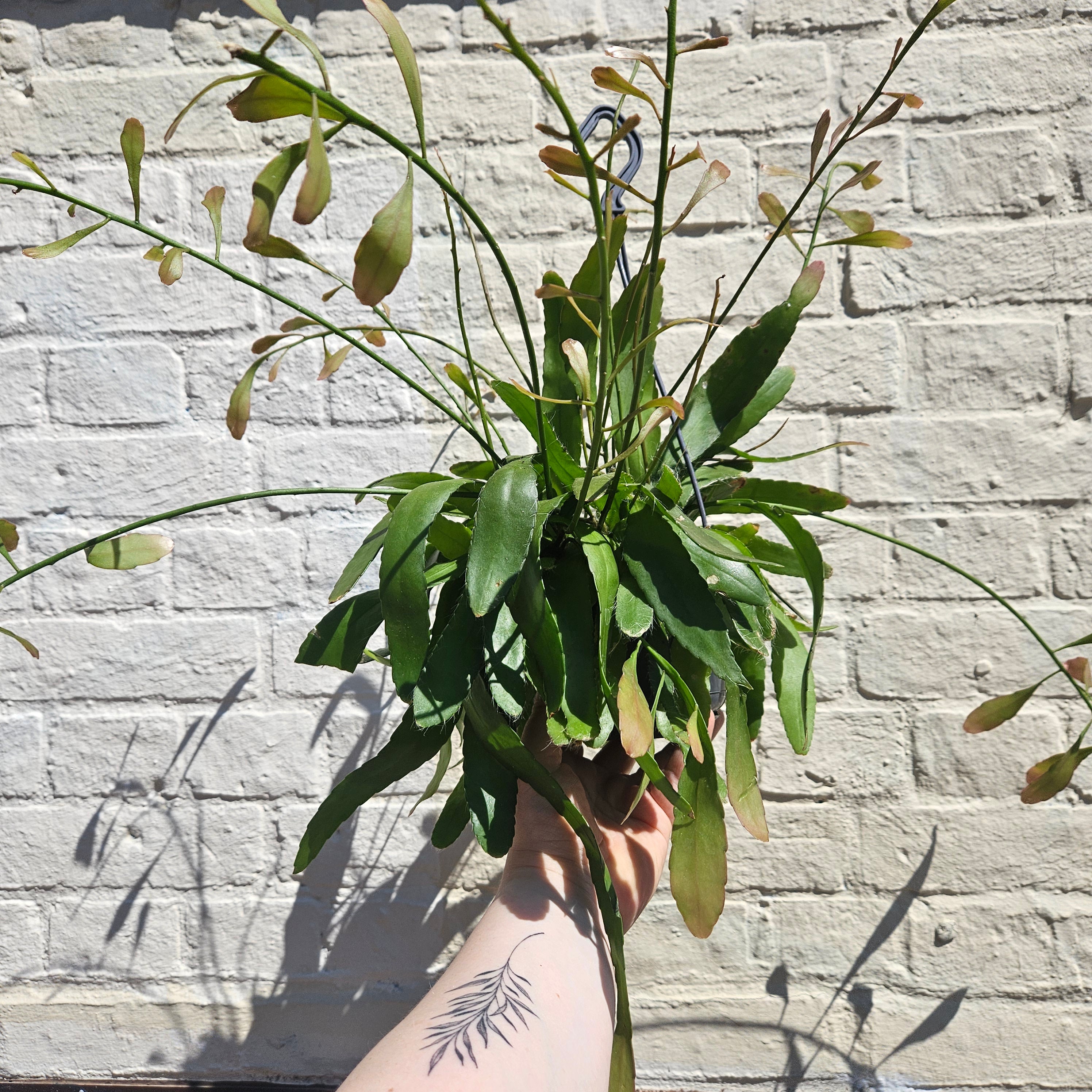 Rhipsalis ramulosa (Red coral)