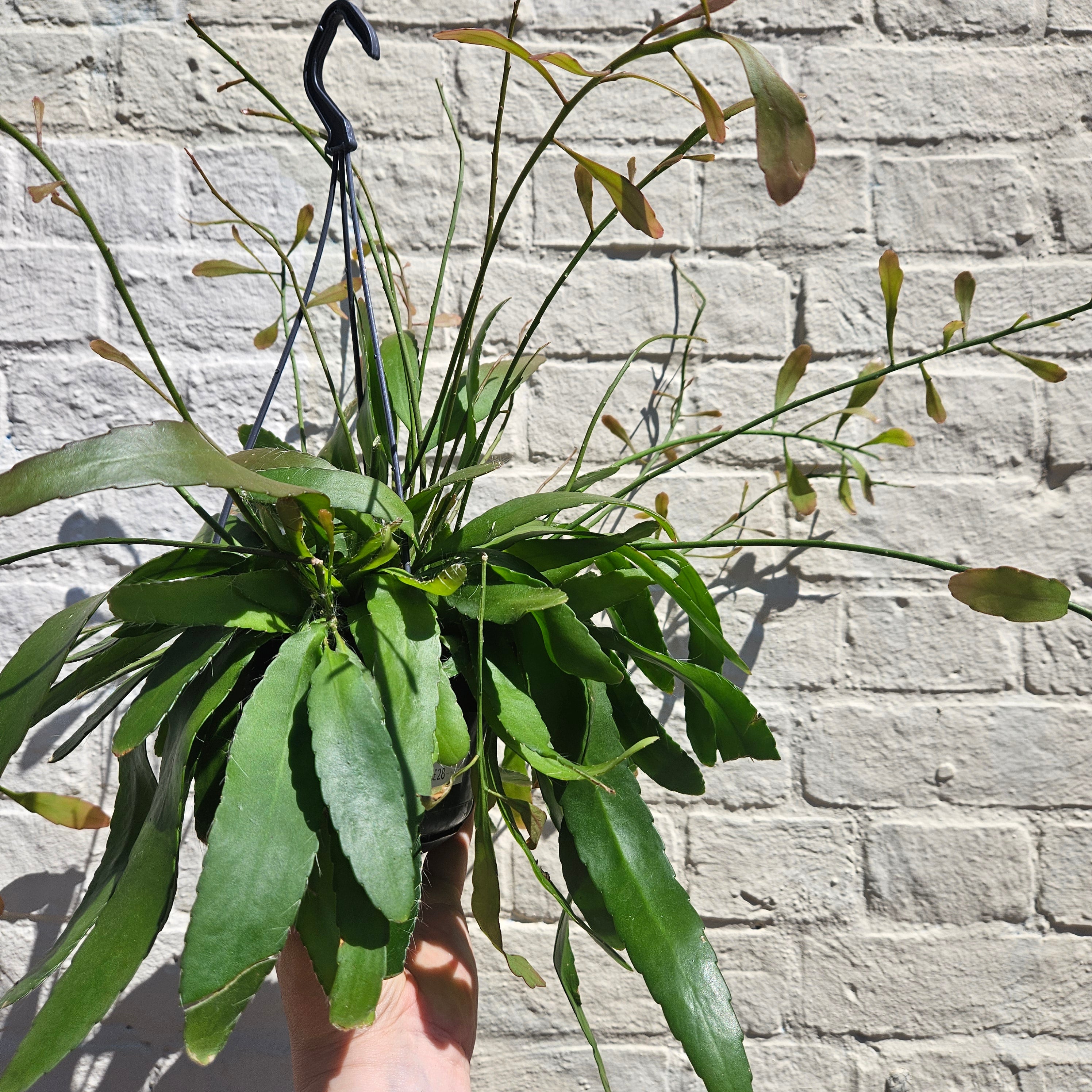 Rhipsalis ramulosa (Red coral)