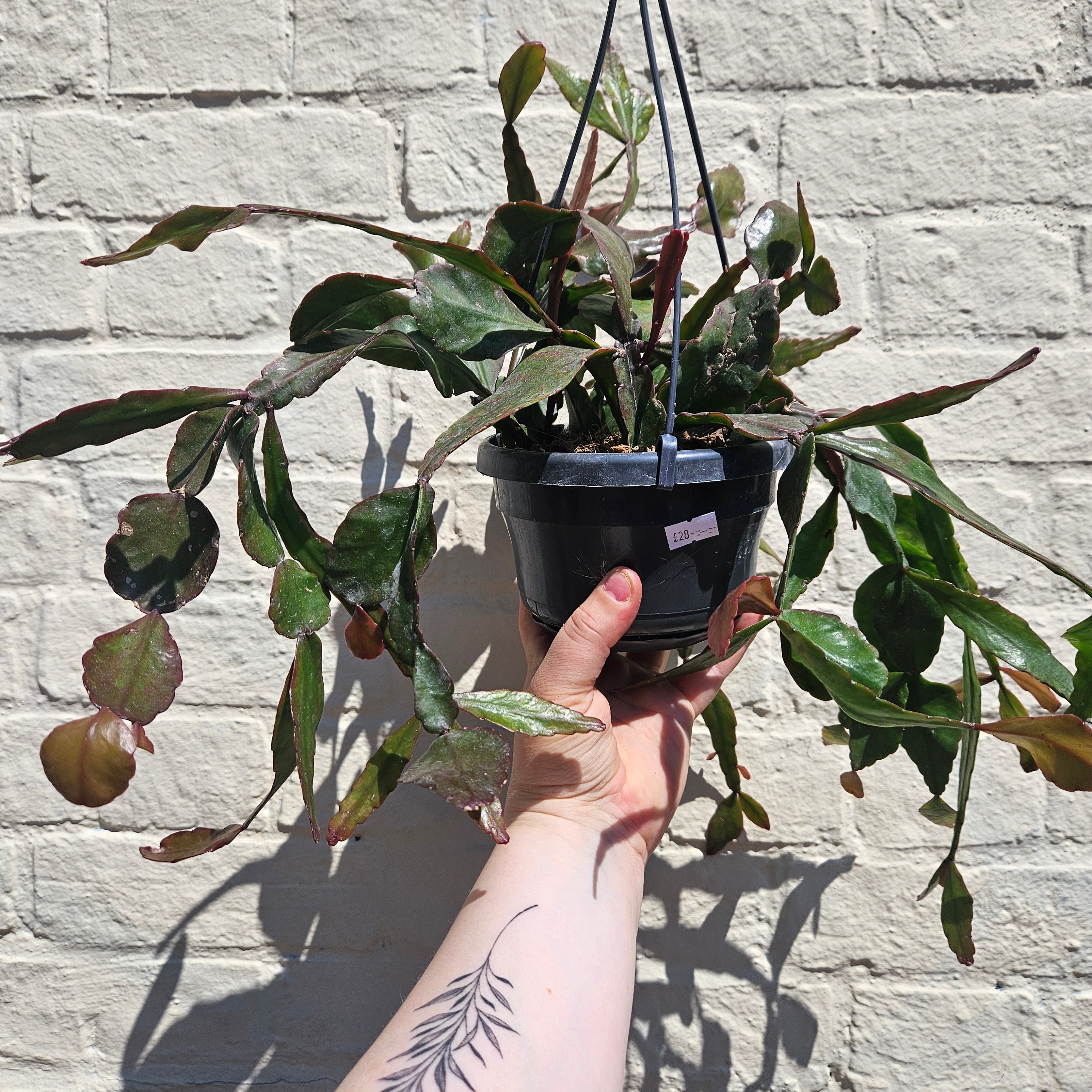 Rhipsalis eliptica