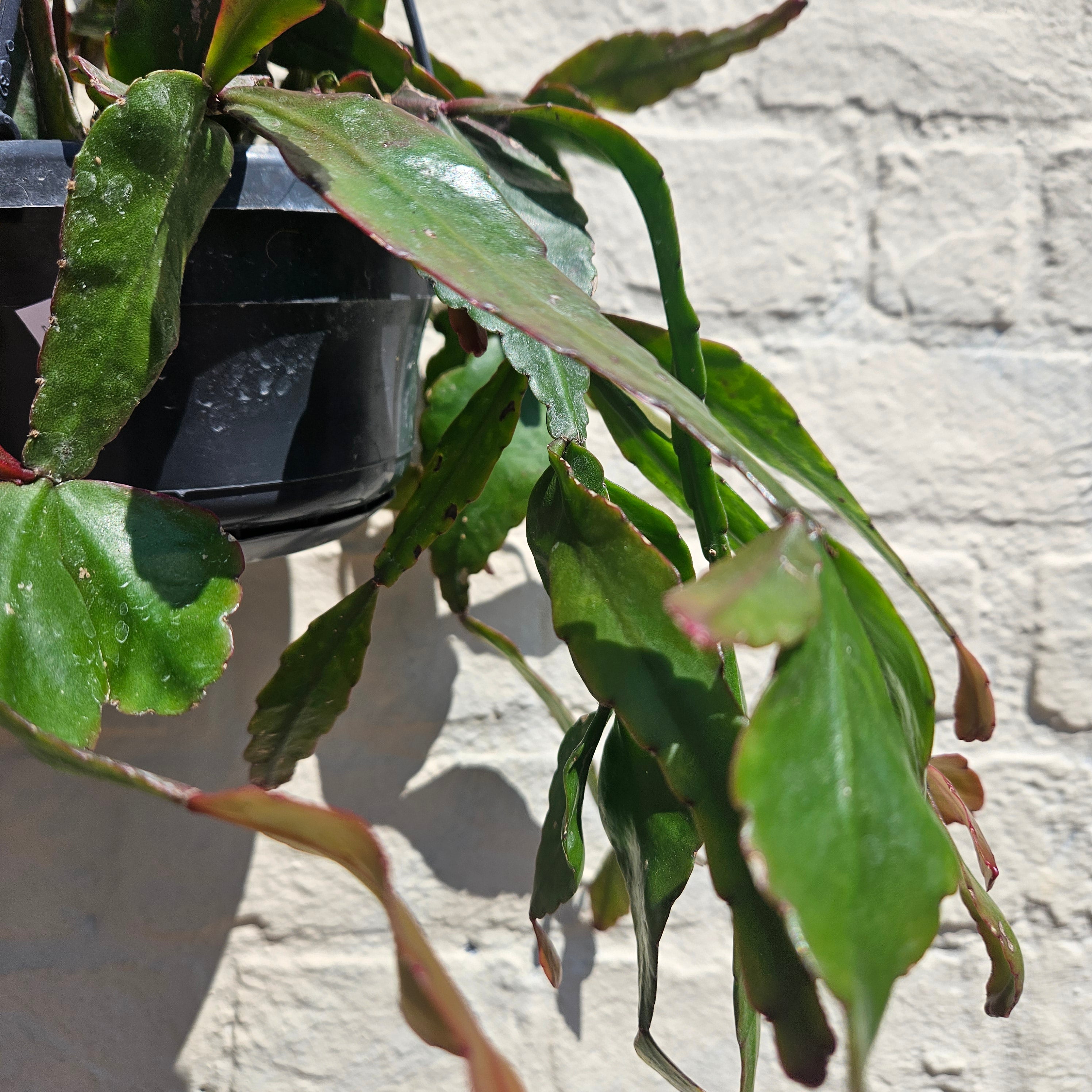Rhipsalis eliptica