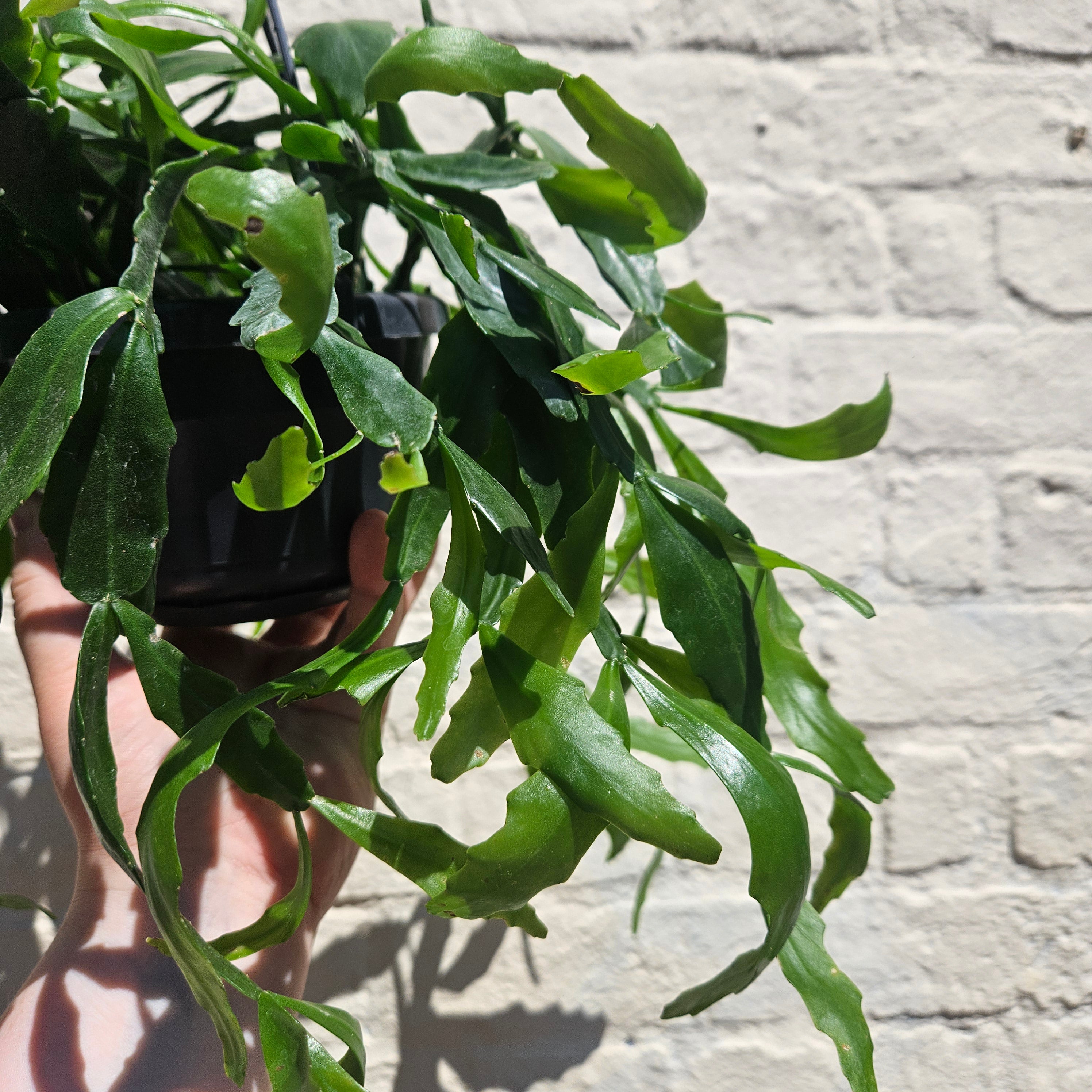 Rhipsalis crispata (Forest Cactus)