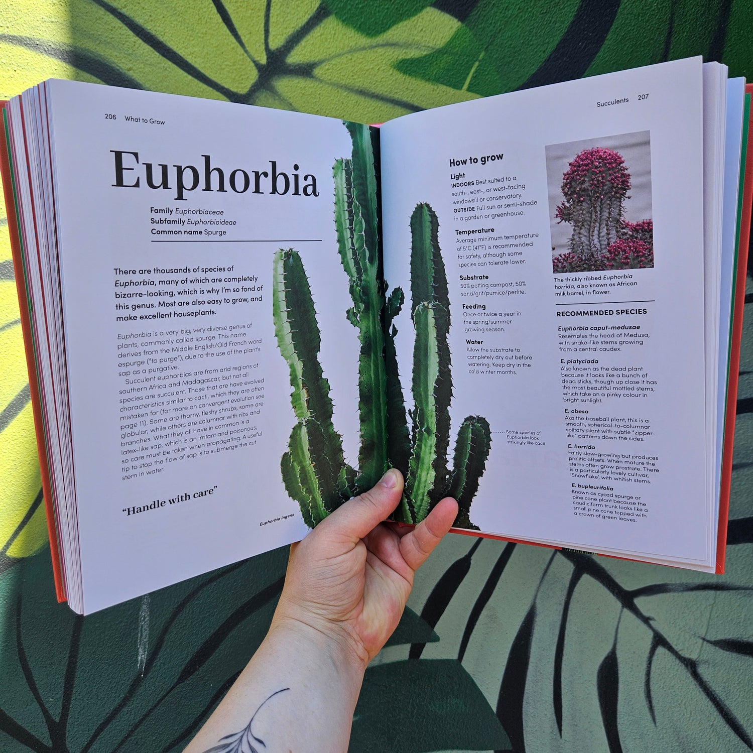 Signed copies of Cacti and Succulents by Sarah Gerrard-Jones (The Plant Rescuer)