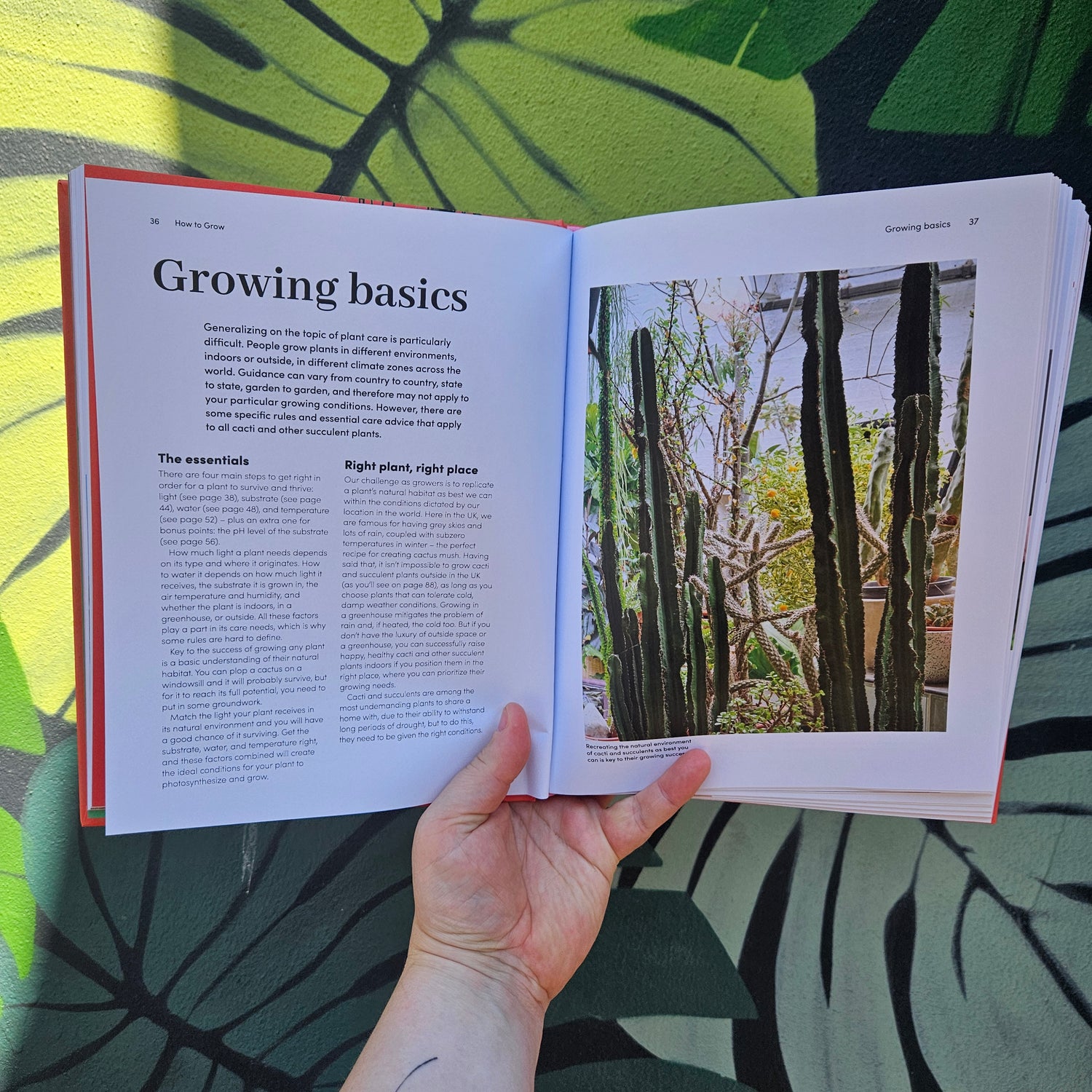 Signed copies of Cacti and Succulents by Sarah Gerrard-Jones (The Plant Rescuer)