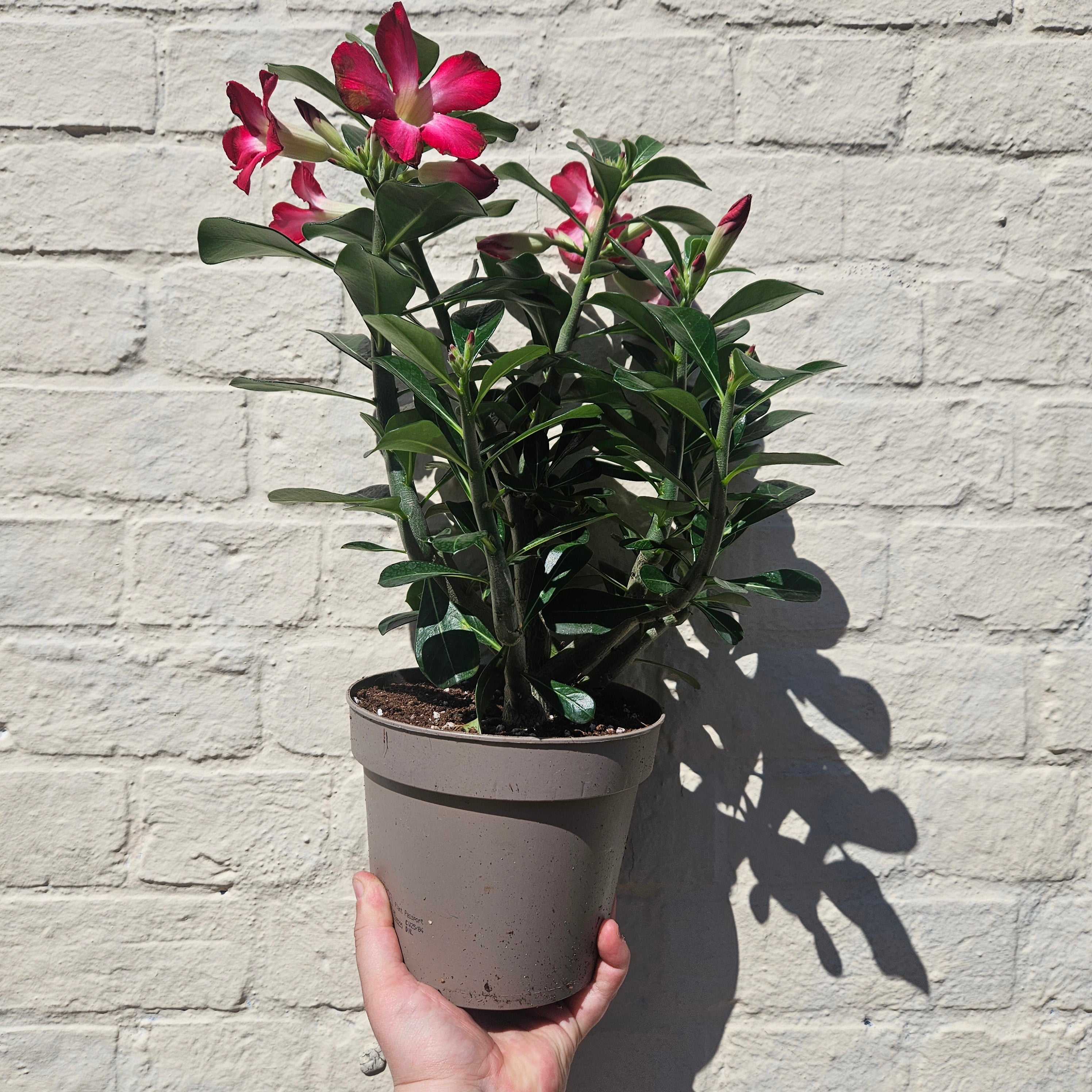 Adenium obesum ‘Anouk’ (Desert Rose)