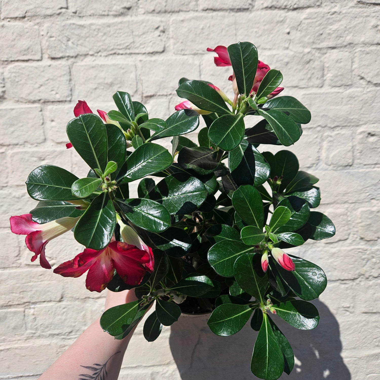Adenium obesum ‘Anouk’ (Desert Rose)