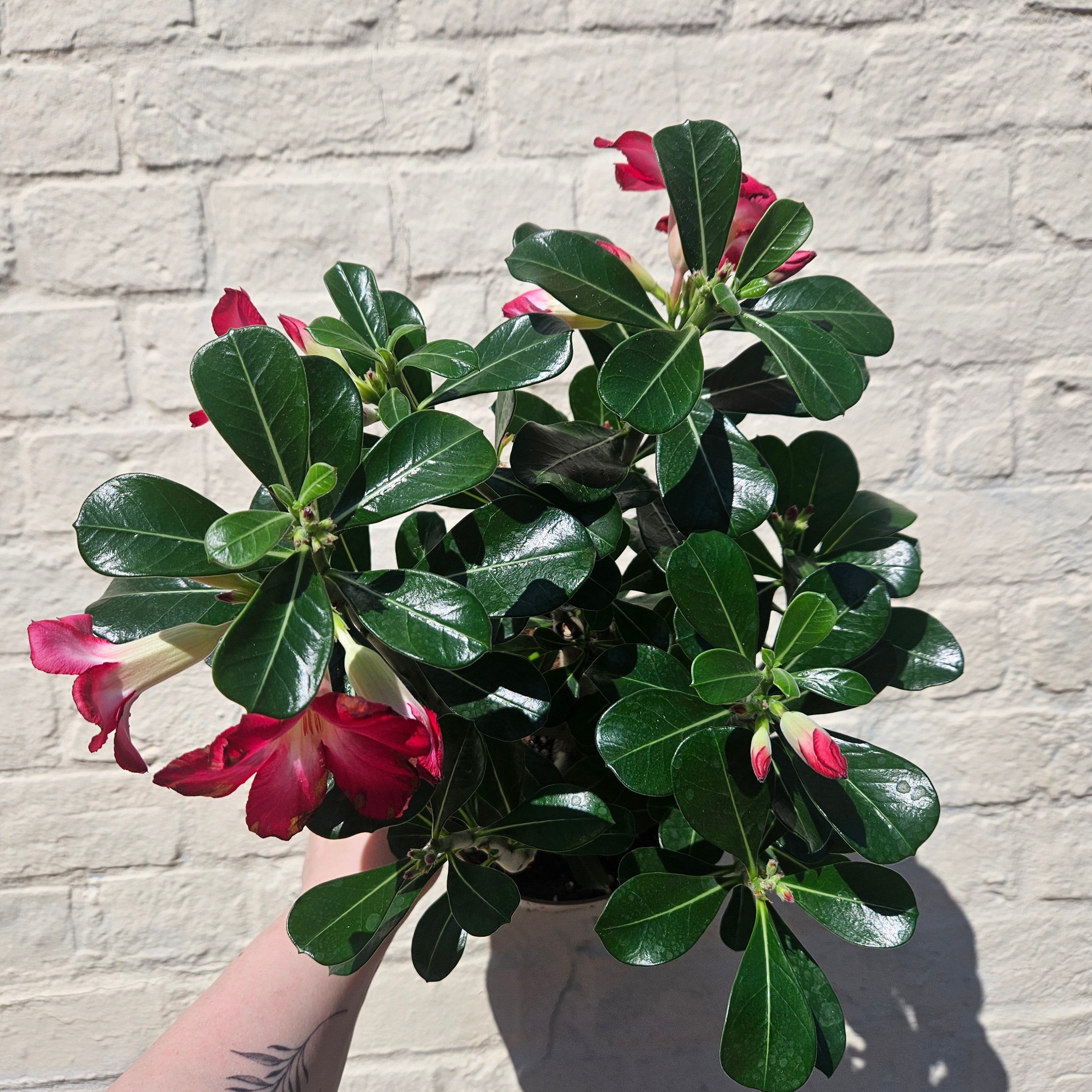 Adenium obesum ‘Anouk’ (Desert Rose)