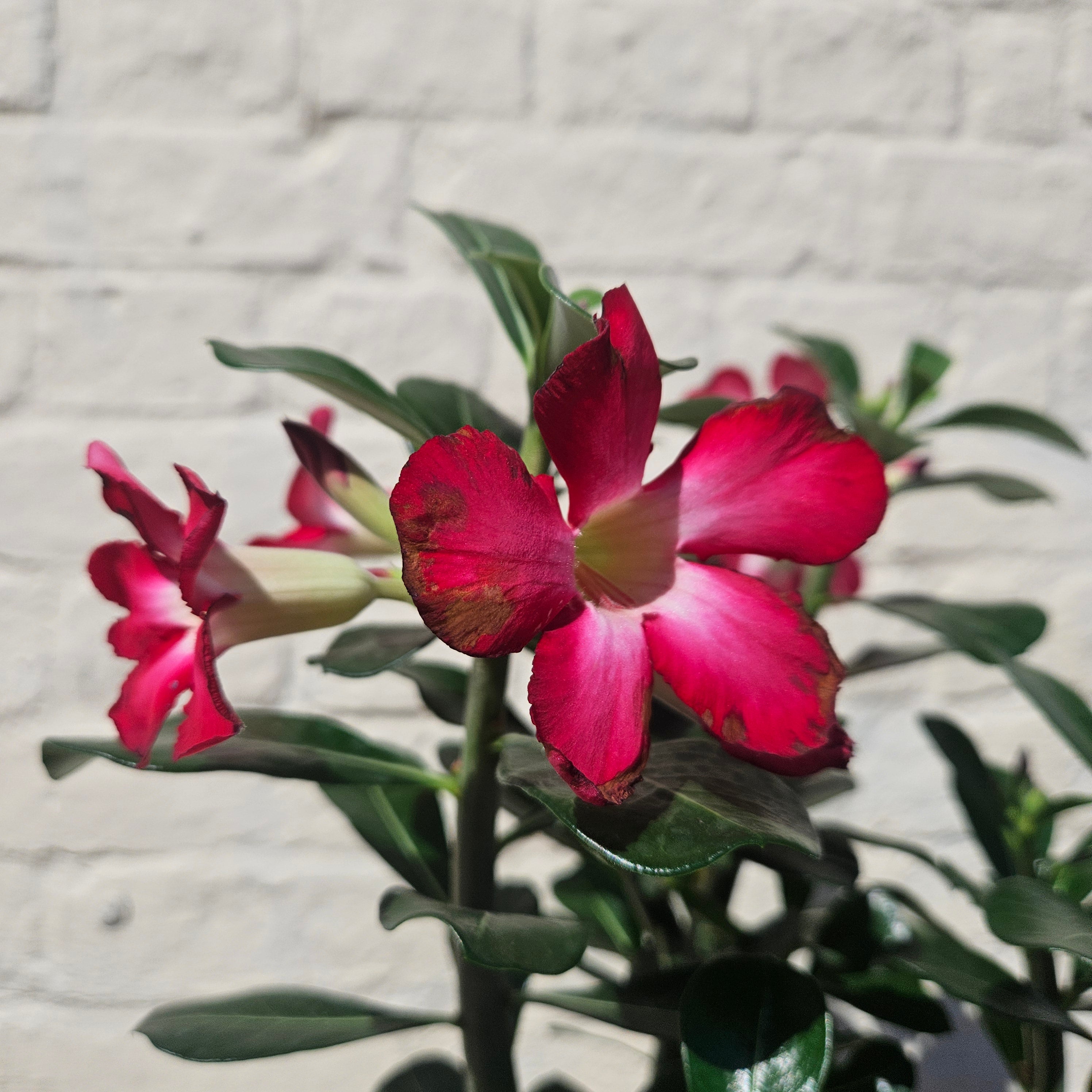 Adenium obesum ‘Anouk’ (Desert Rose)