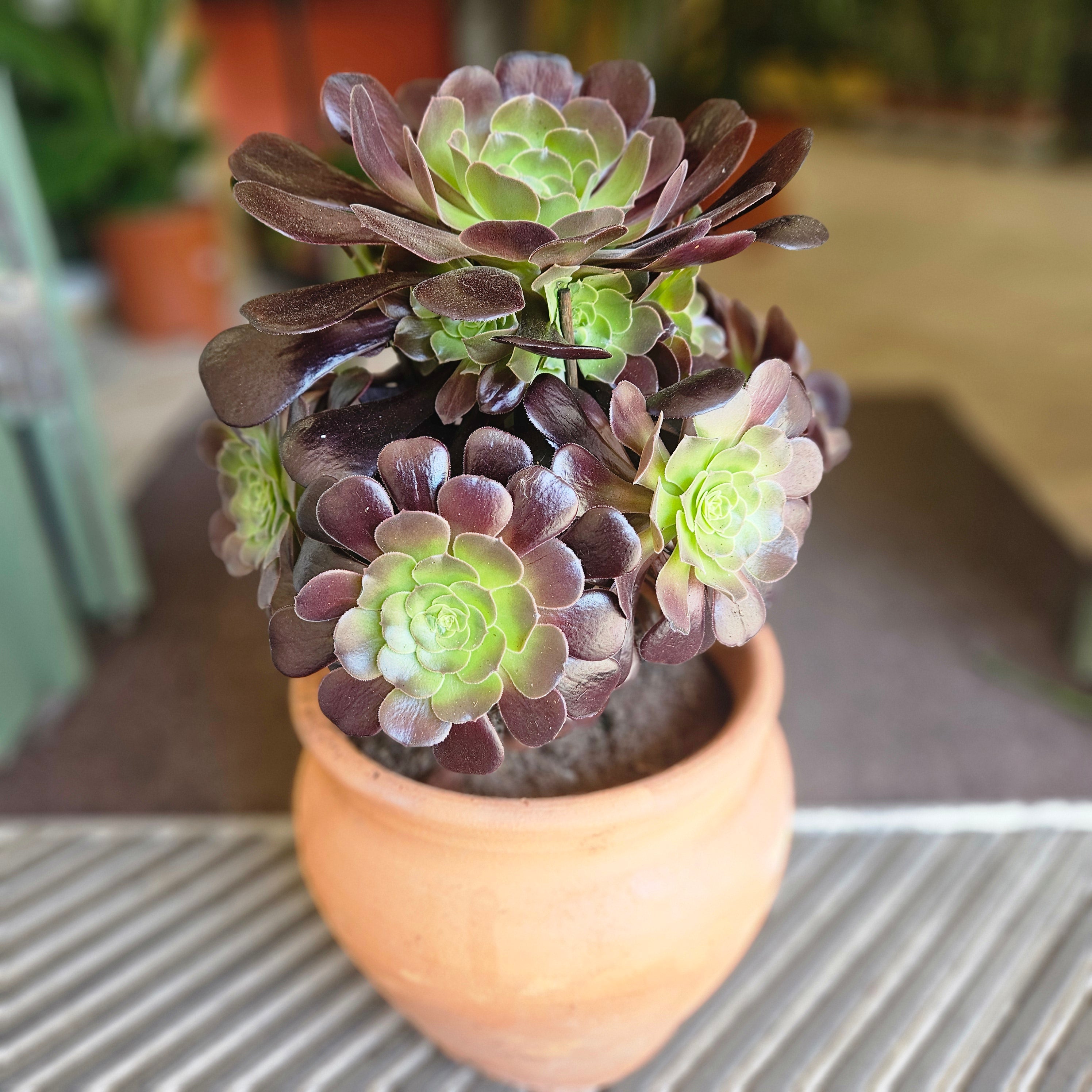 Aeonium arboreum Varieties (Houseleek Tree/ Tree Aeonium)