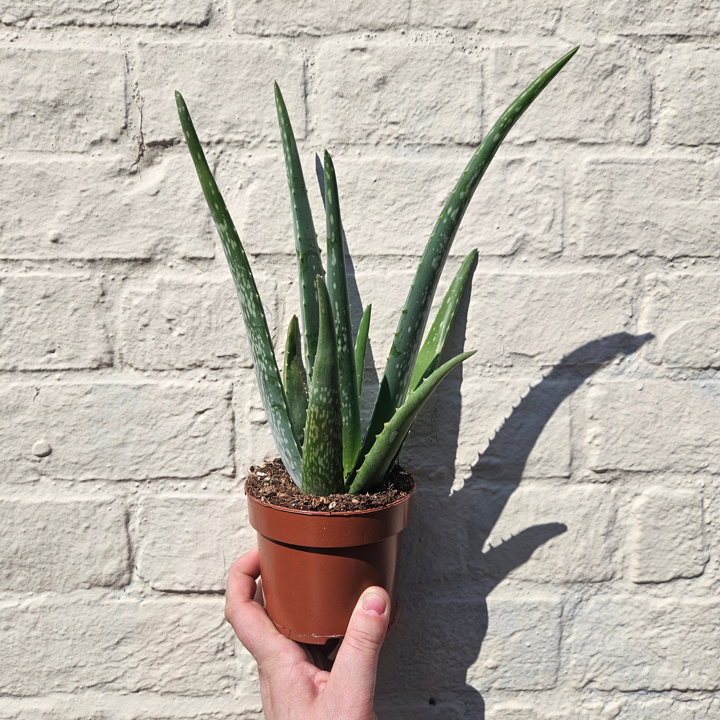 Aloe vera (Succulent plant)