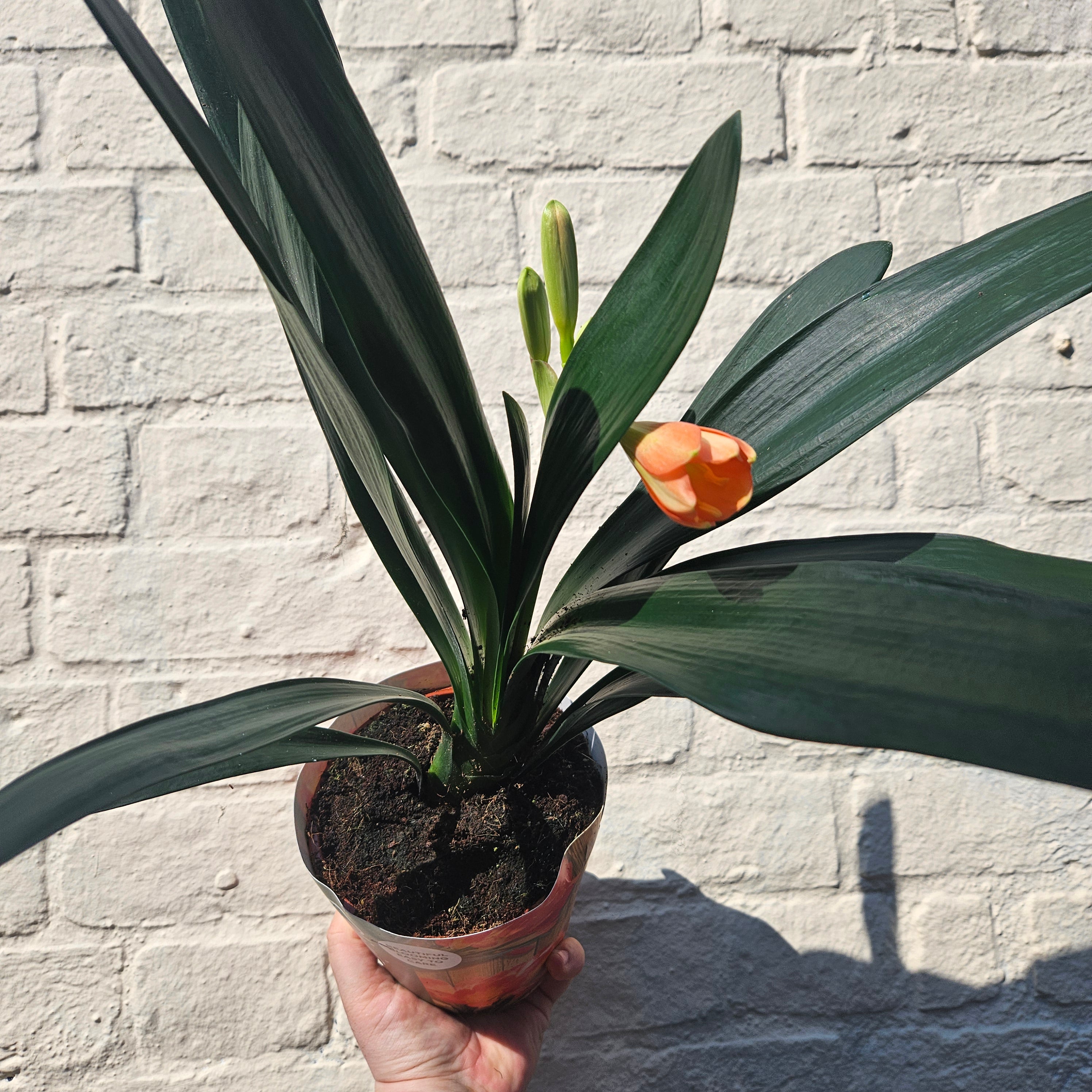 Clivia miniata (Bush Lily)