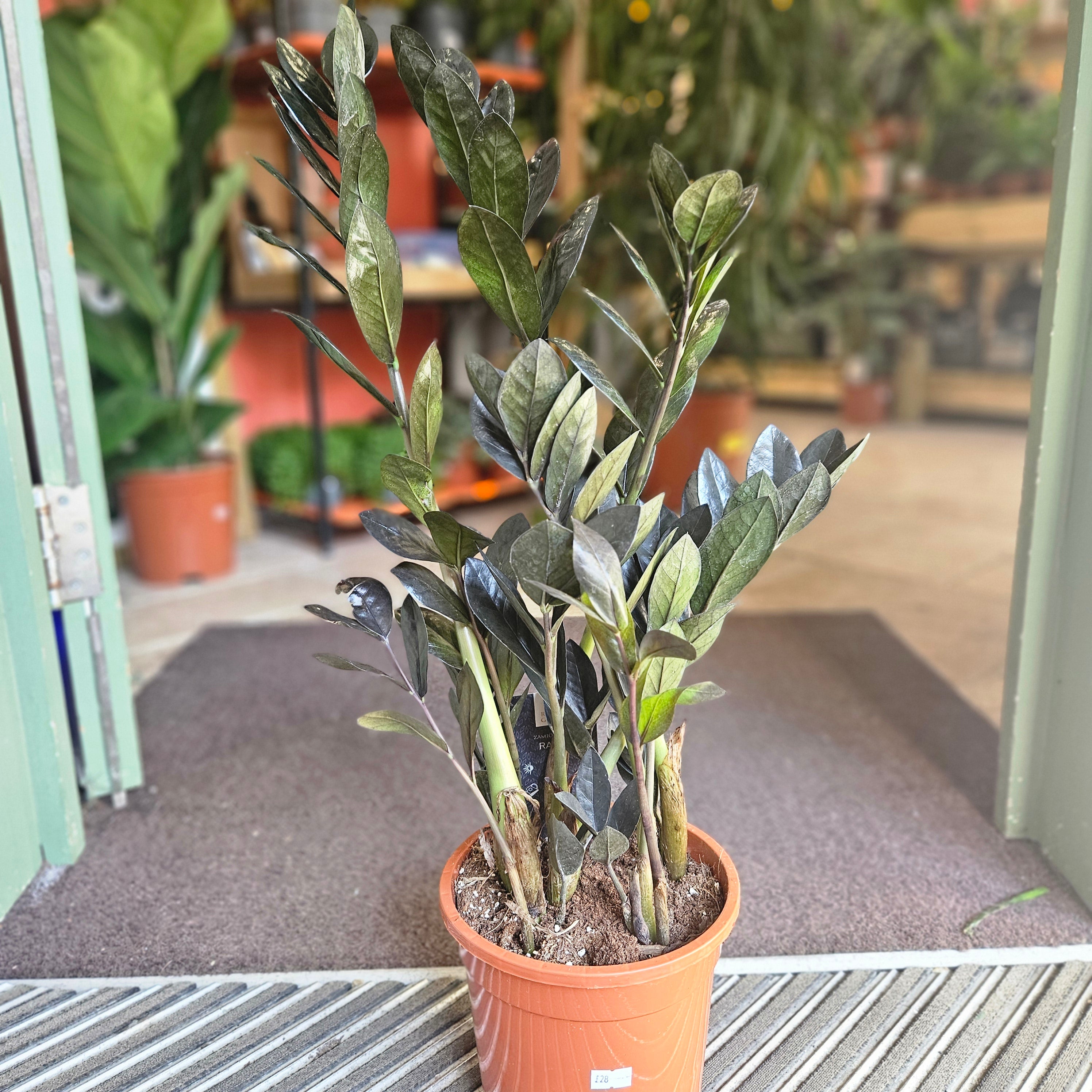 Zamioculcas zamiifolia &