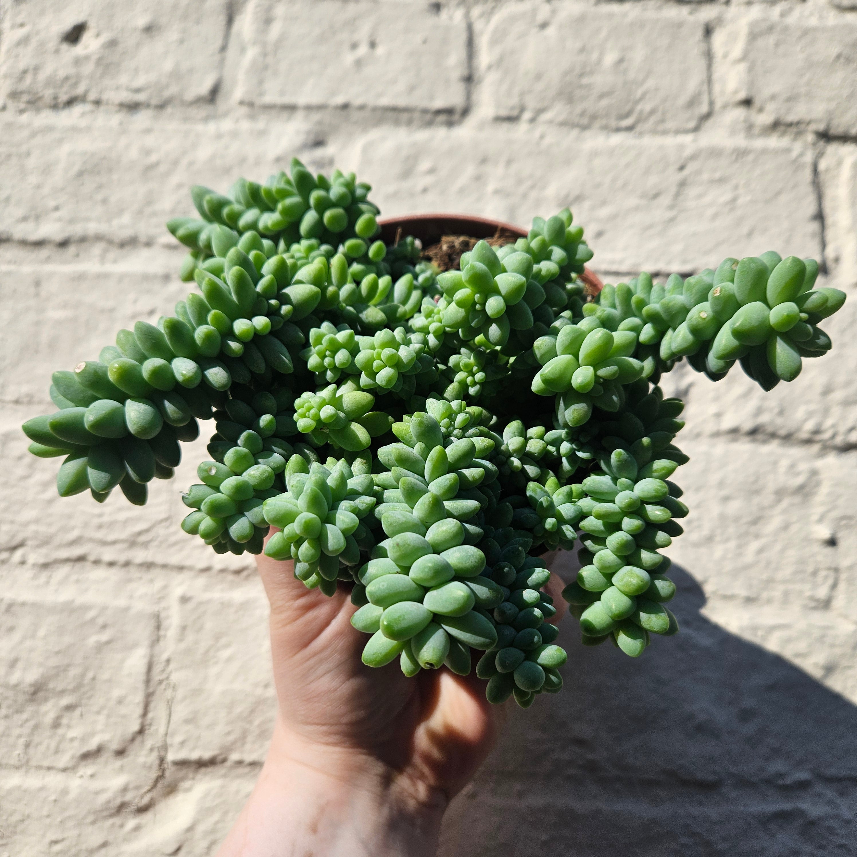 Sedum morganianum &