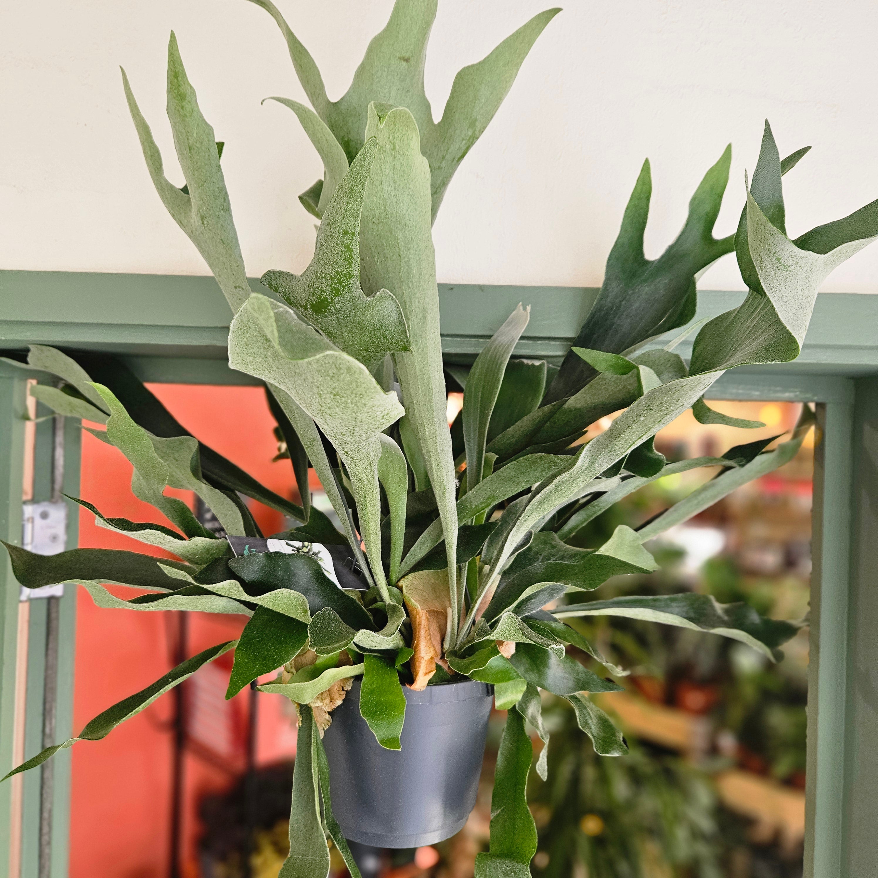Platycerium bifurcatum (Staghorn fern)