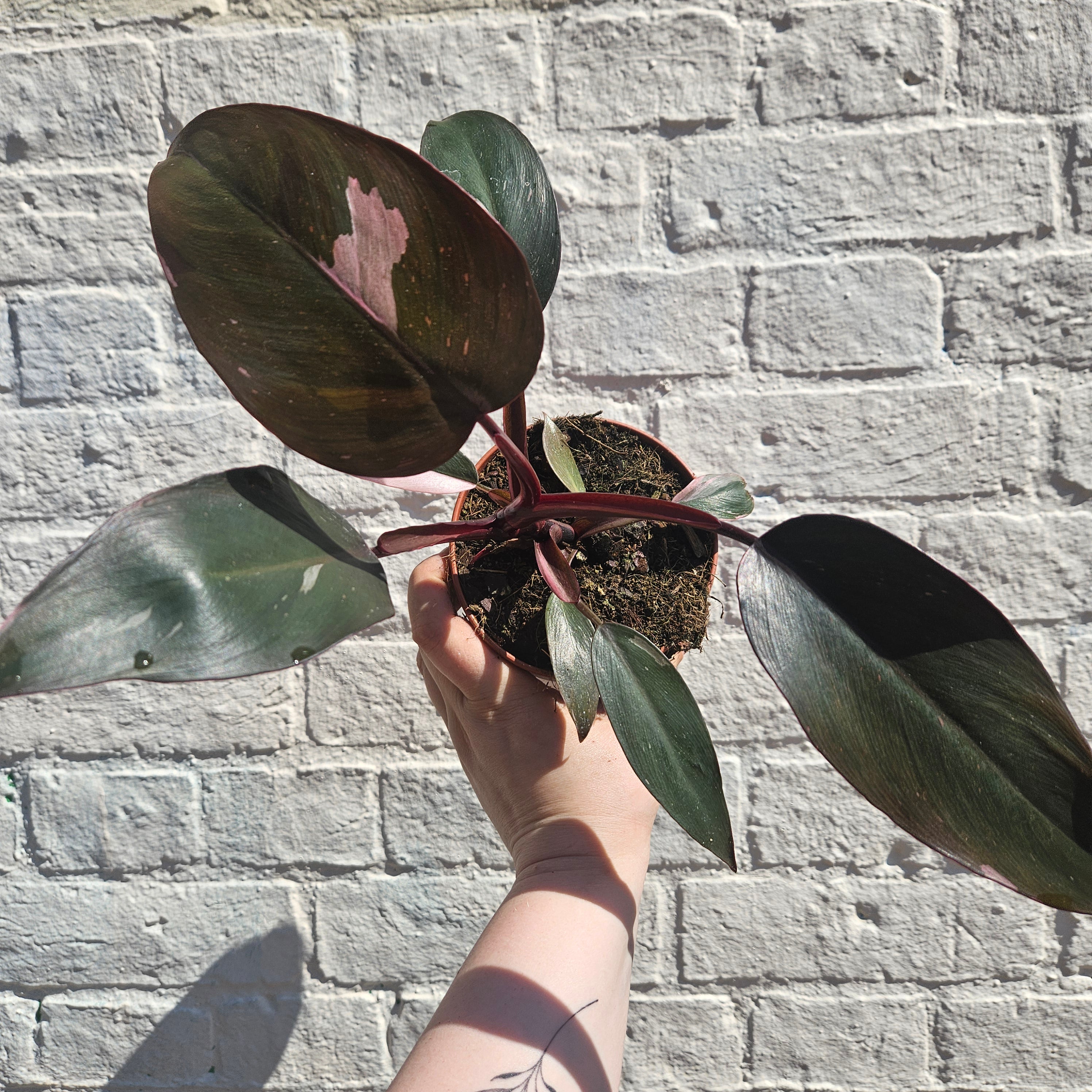 Philodendron Erubescens &