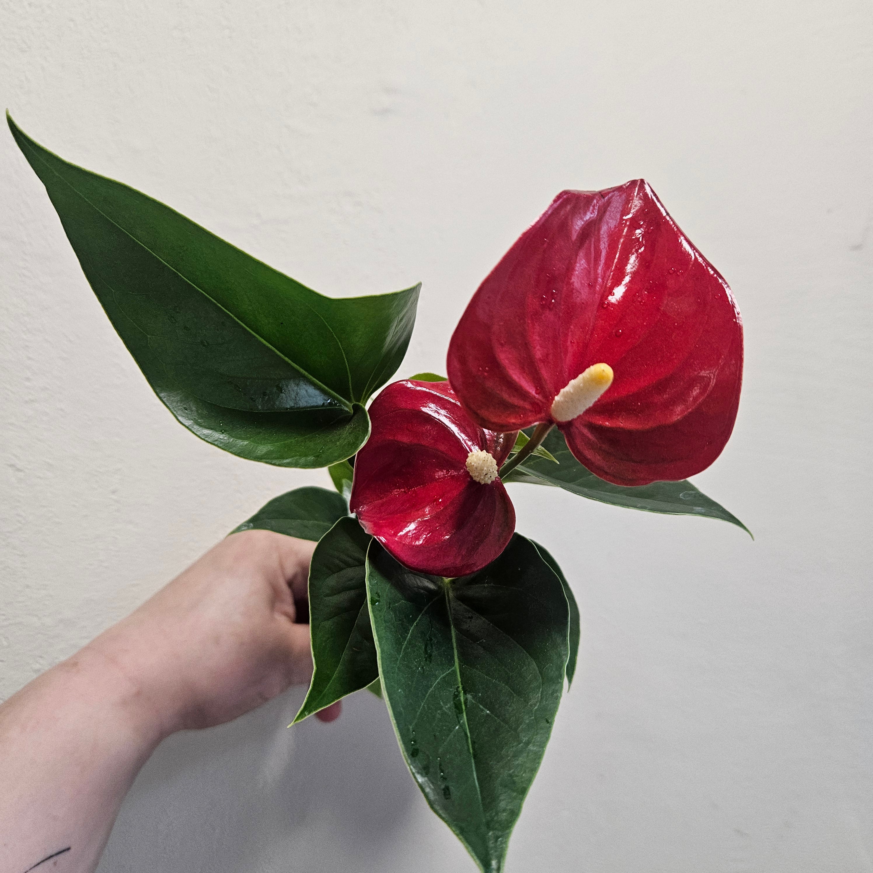 Anthurium andraeanum (Flamingo Flower)