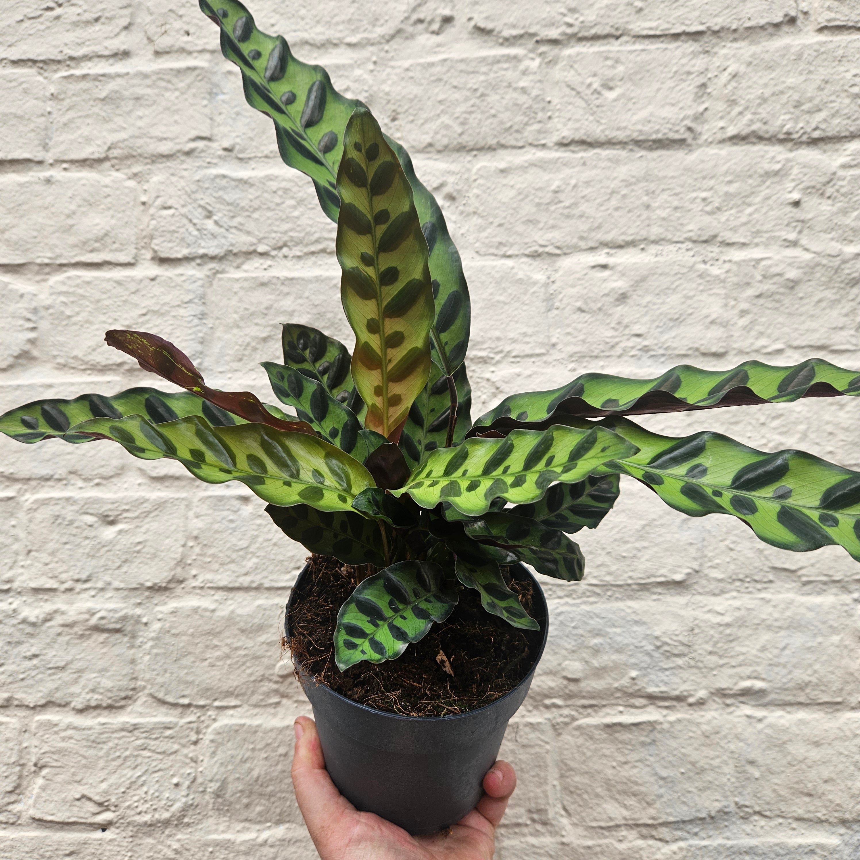 Goeppertia insignis syn. Calathea lancifolia (Rattlesnake plant/ Prayer Plant)
