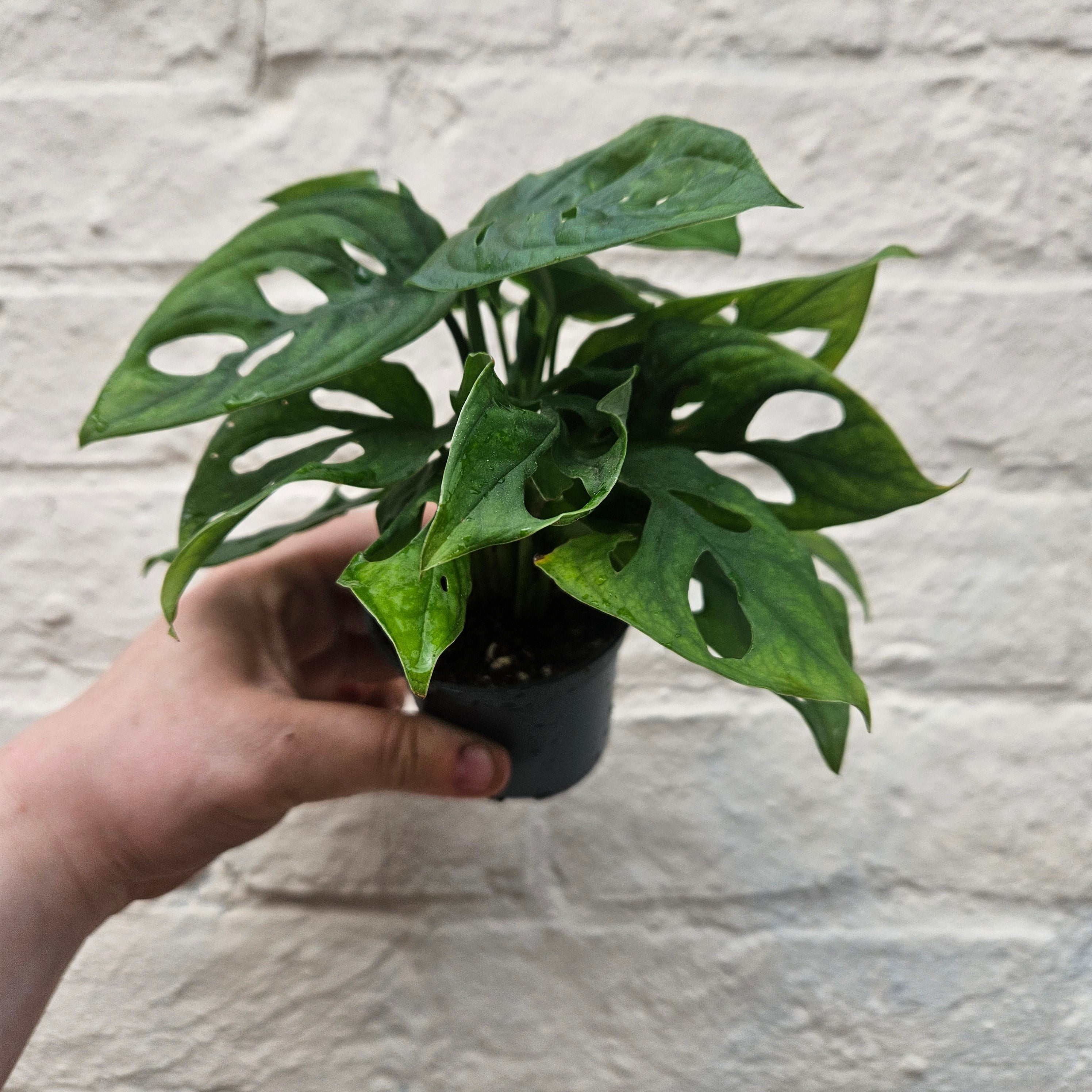 Monstera adansonii &