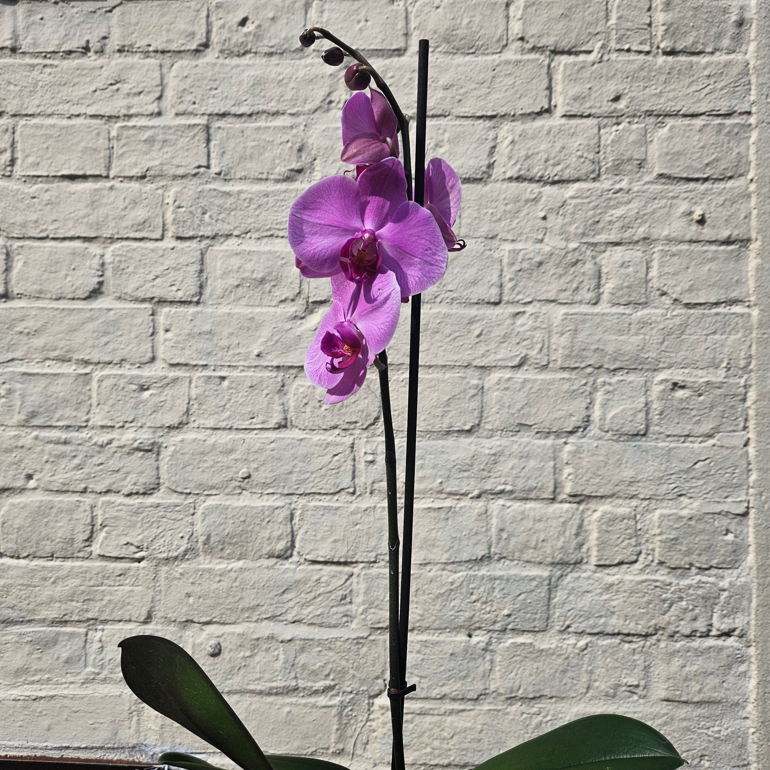 Phalaenopsis orchid (Moth orchid)