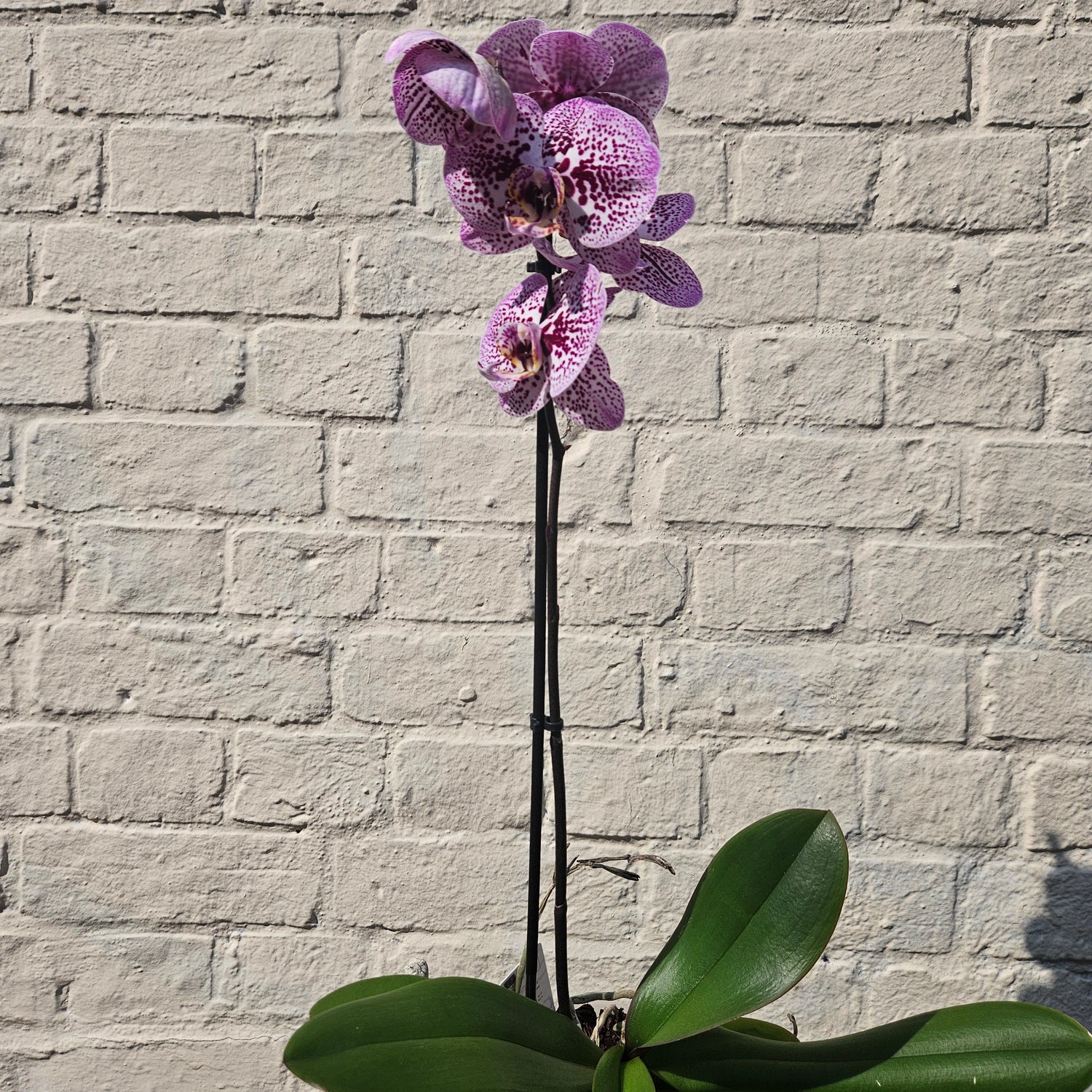 Phalaenopsis orchid (Moth orchid)