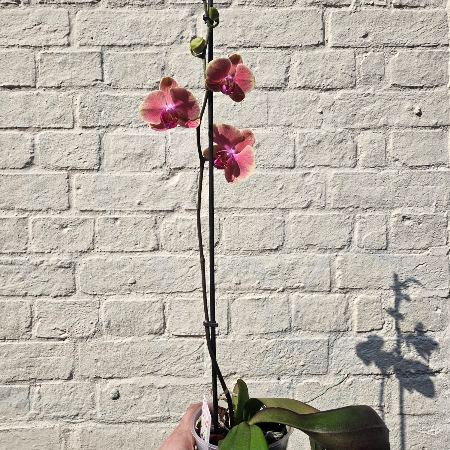 Phalaenopsis orchid (Moth orchid)