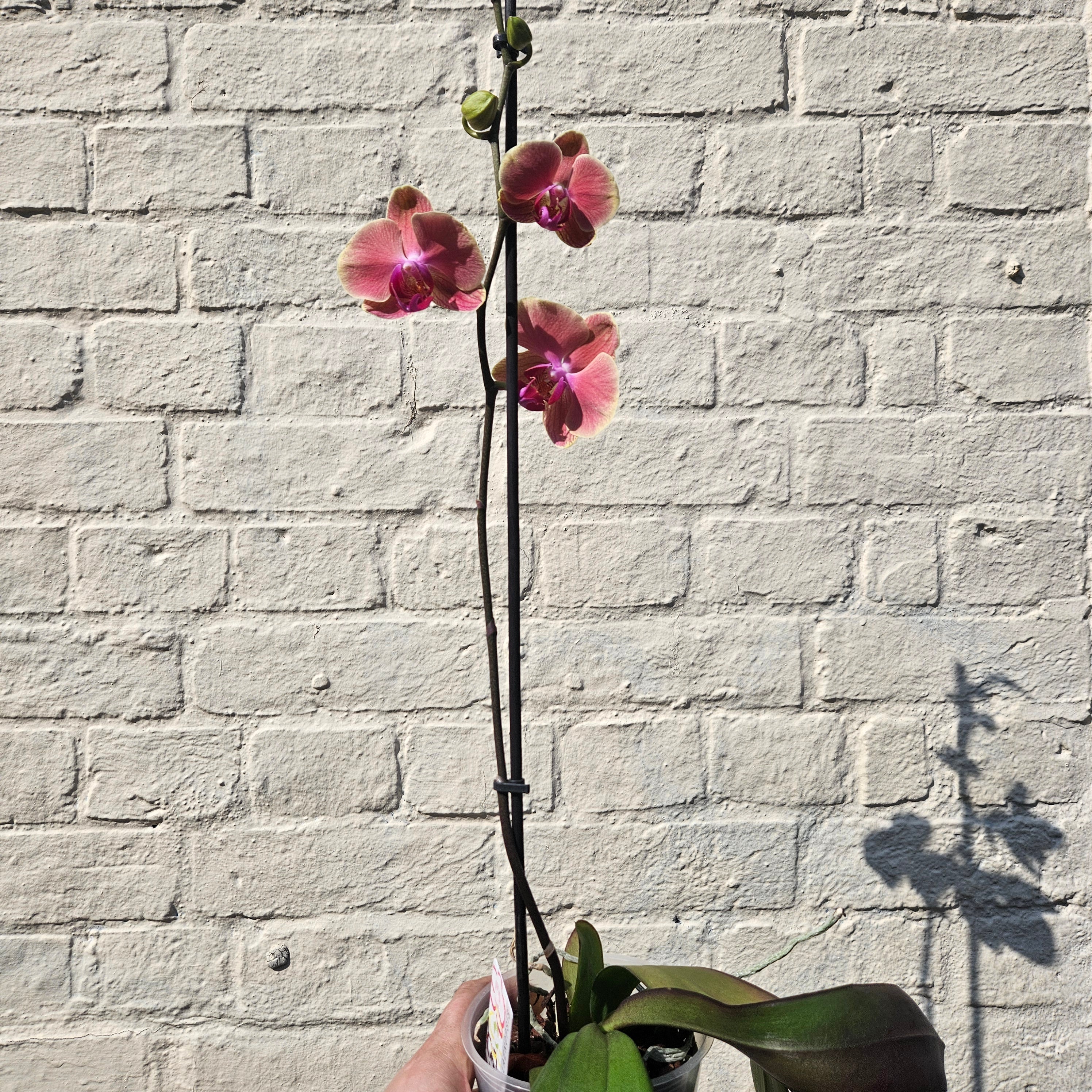 Phalaenopsis orchid (Moth orchid)