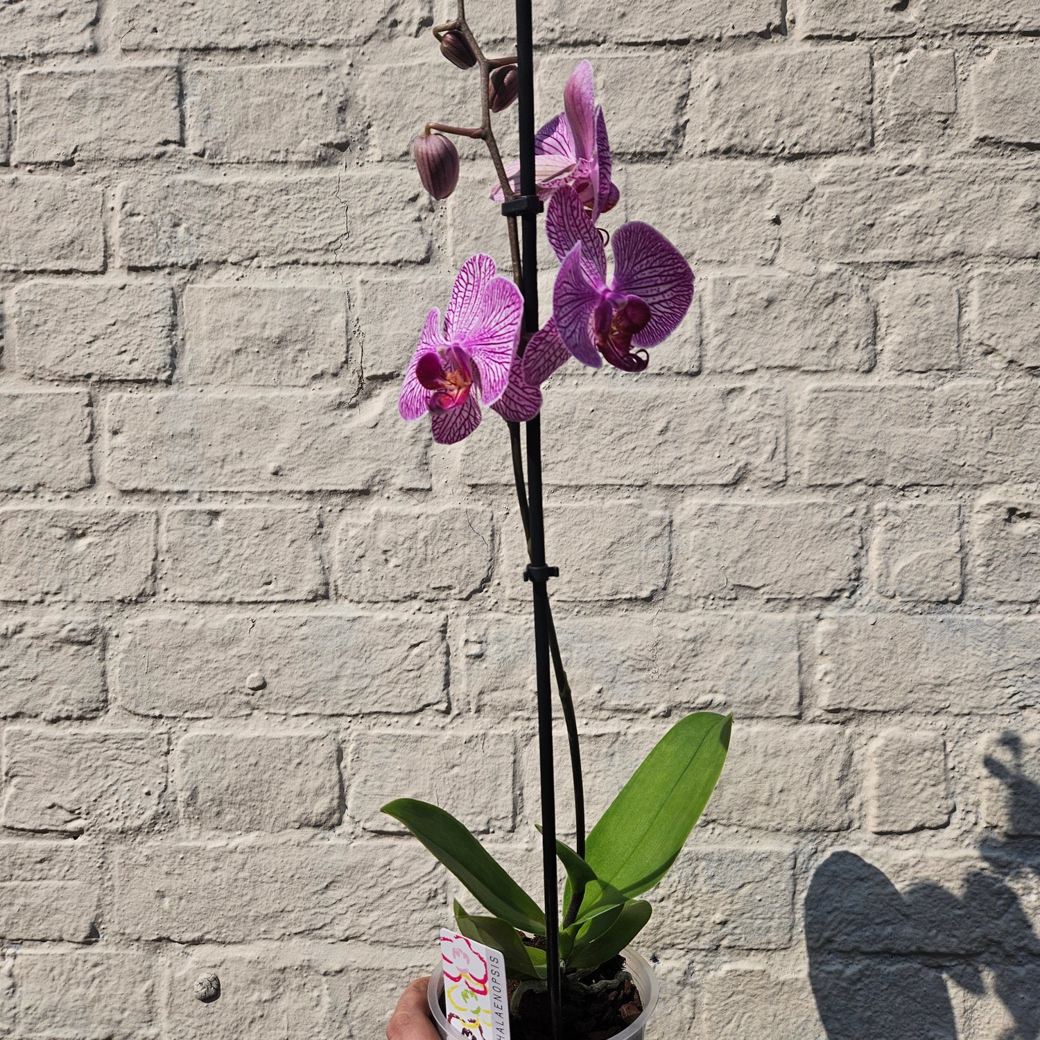 Phalaenopsis orchid (Moth orchid)