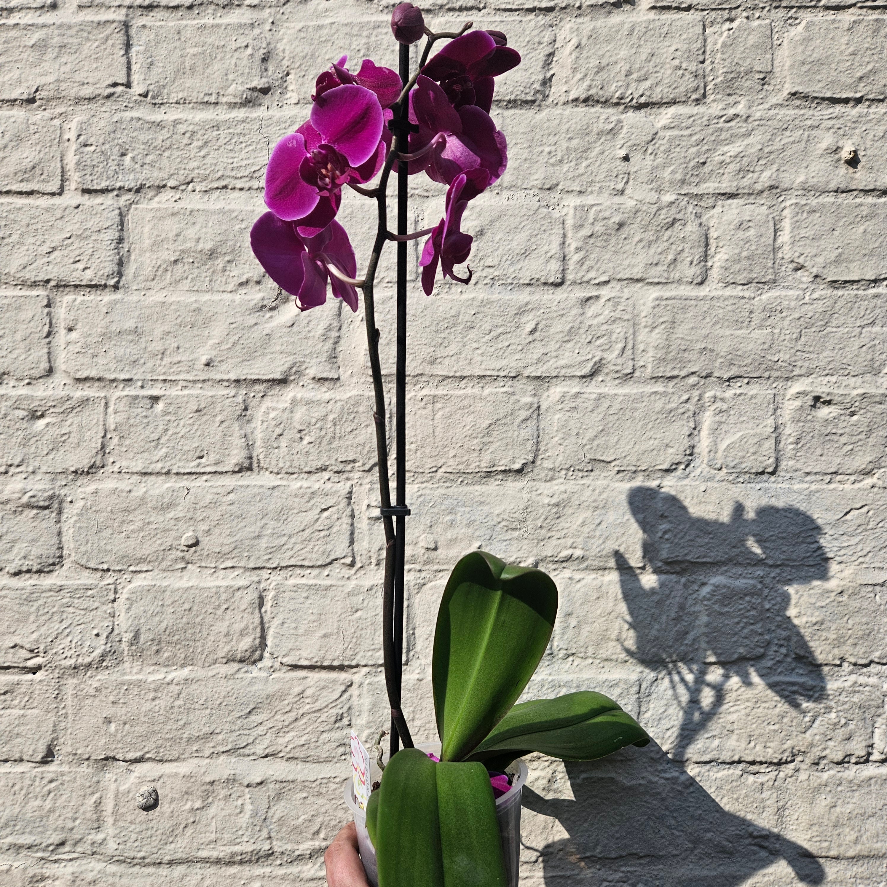 Phalaenopsis orchid (Moth orchid)