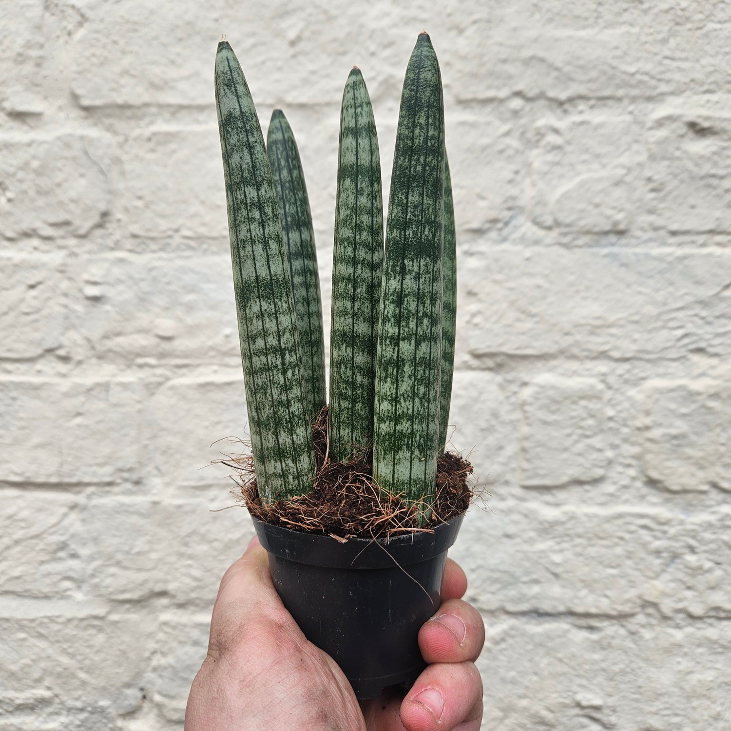 Sansevieria bacularis &