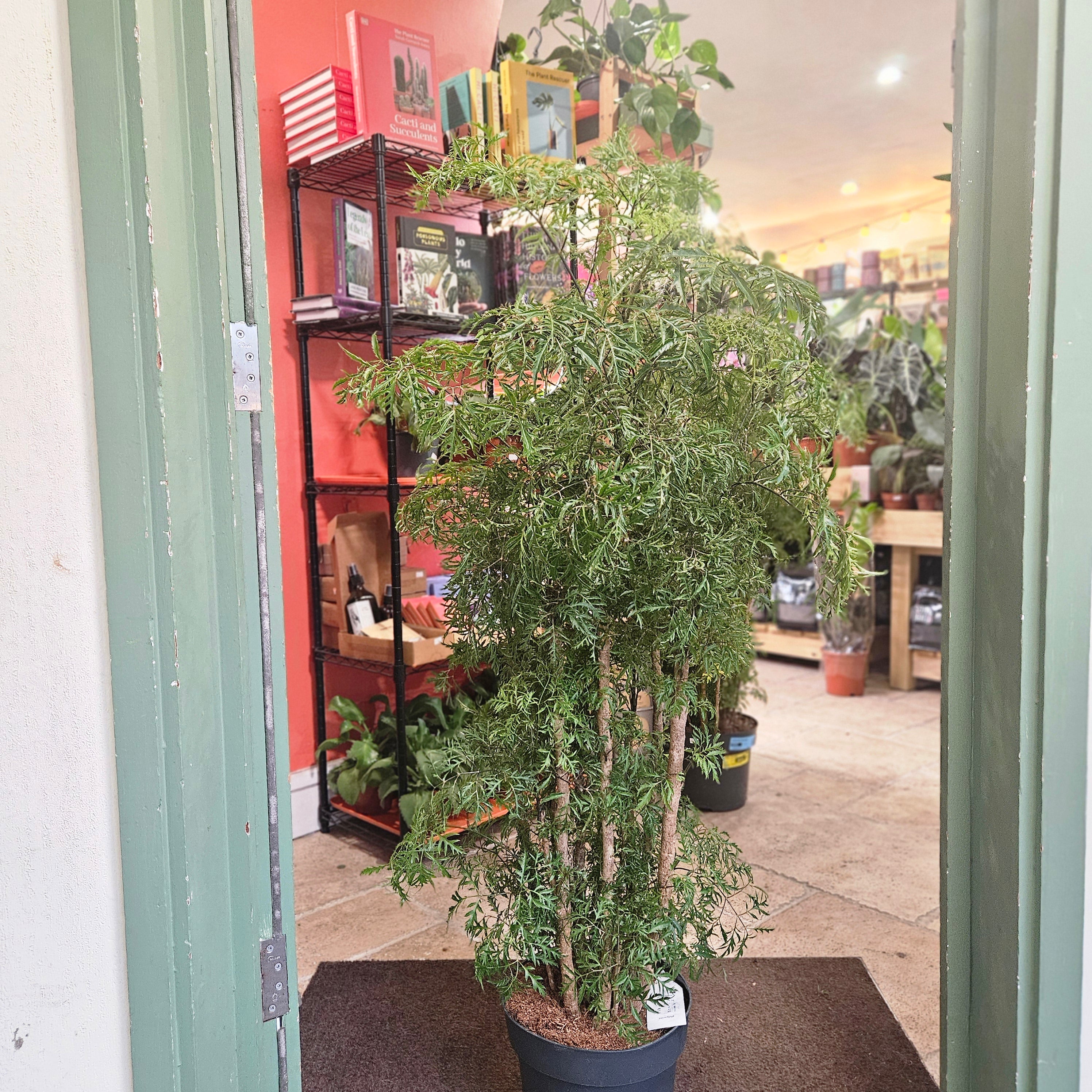Polyscias ming (Ming Aralia/ Parsley Aralia)