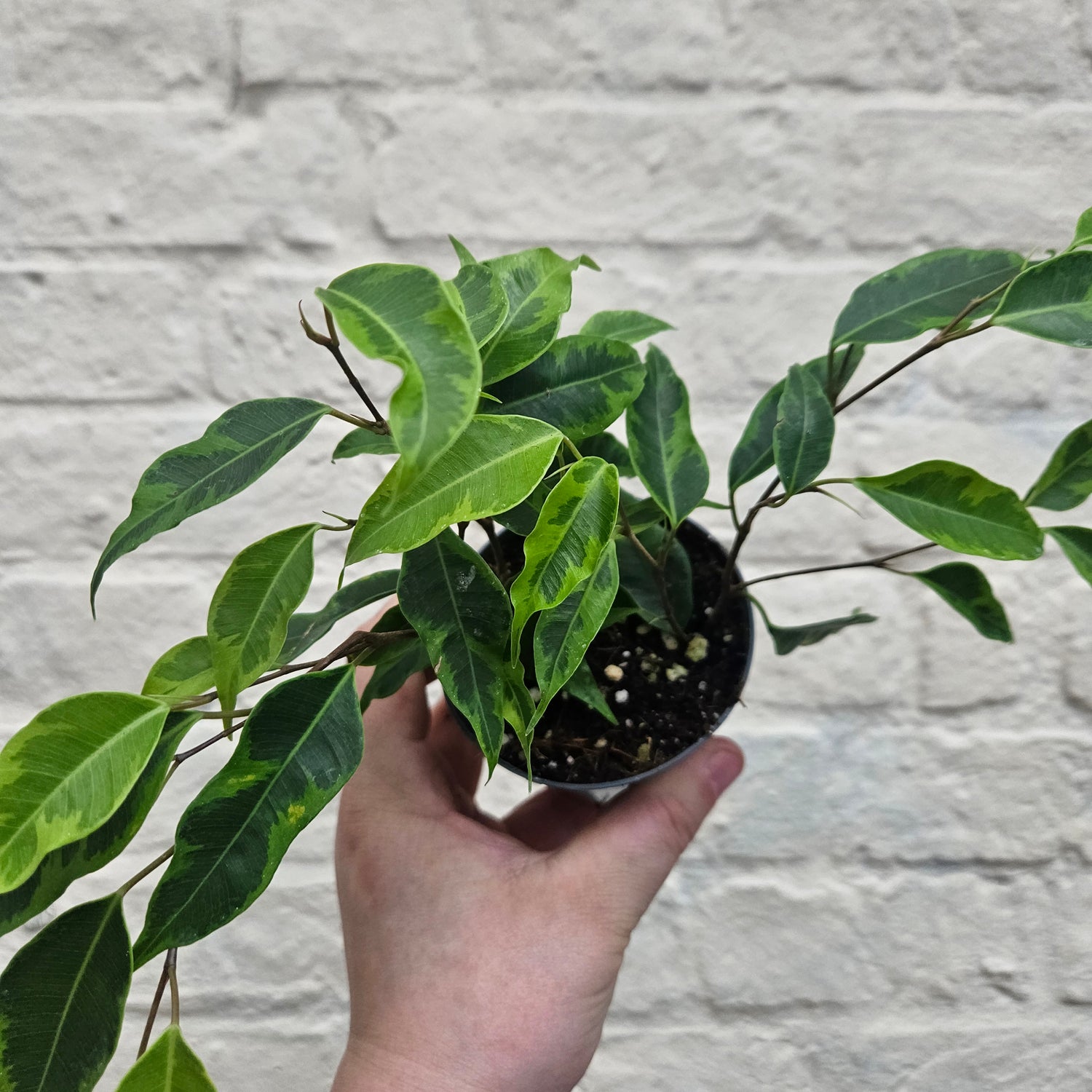 Ficus benjamina varieties (Weeping Fig)