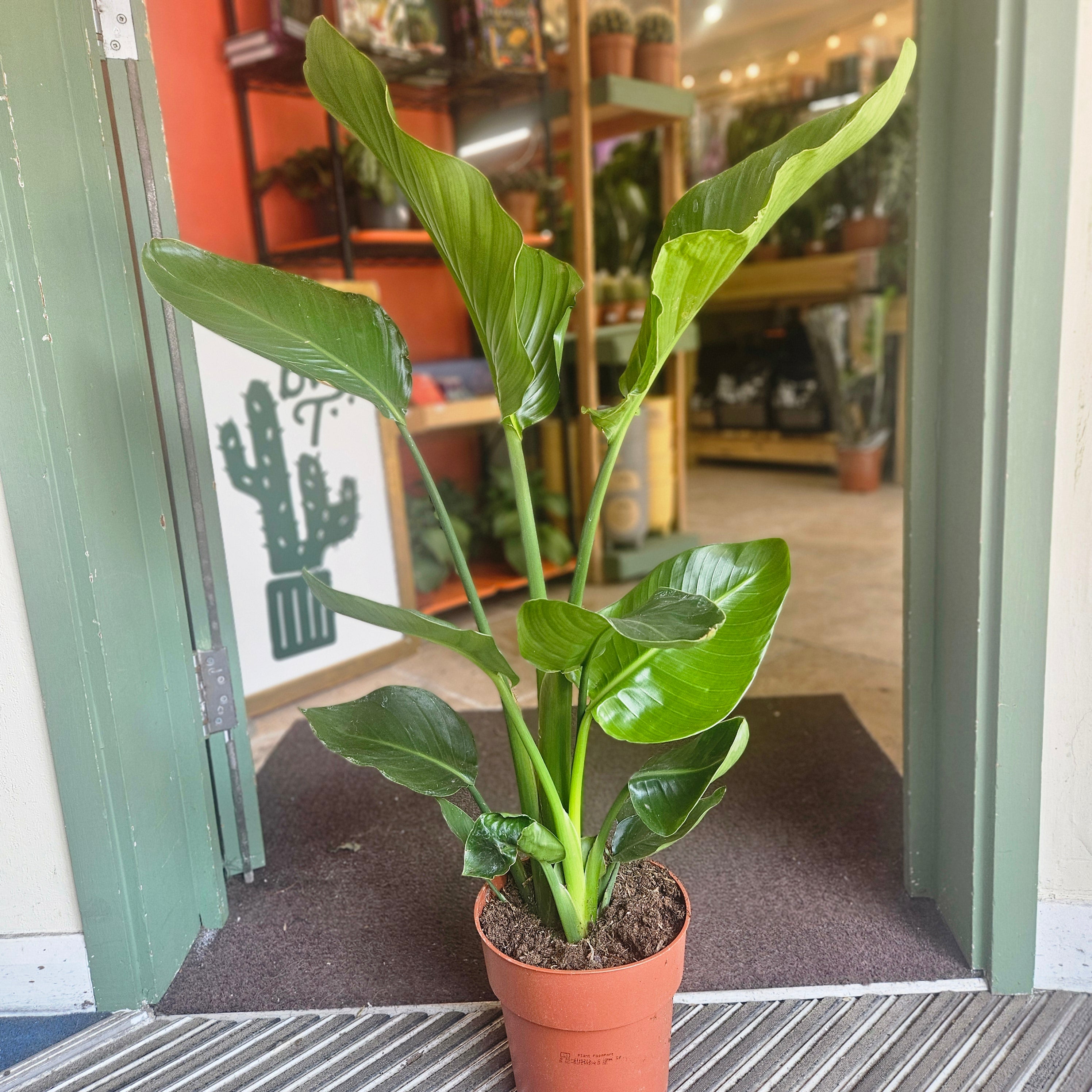 Strelitzia nicolai (White Bird of Paradise)