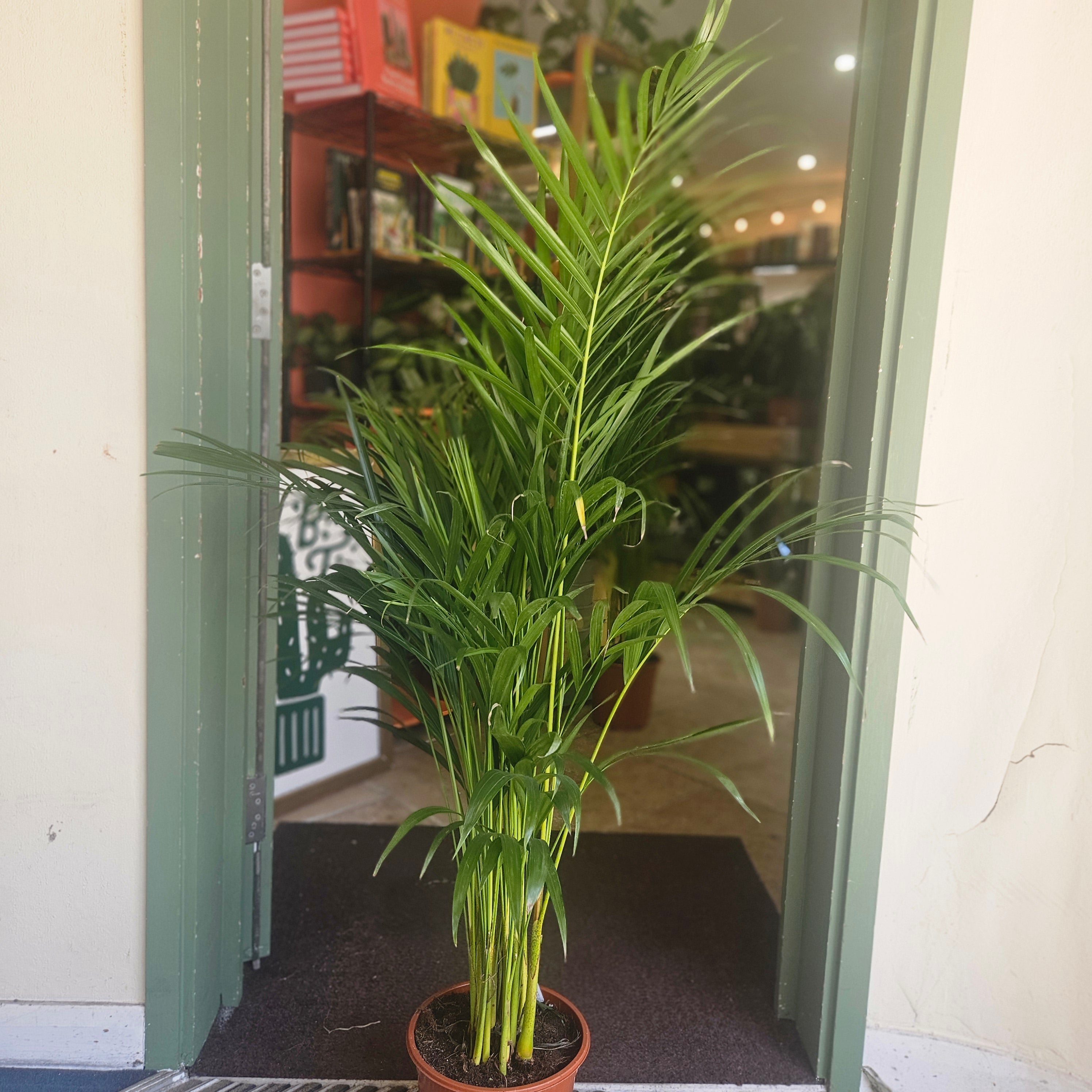 Dypsis lutescens (Areca palm/ Butterfly palm)